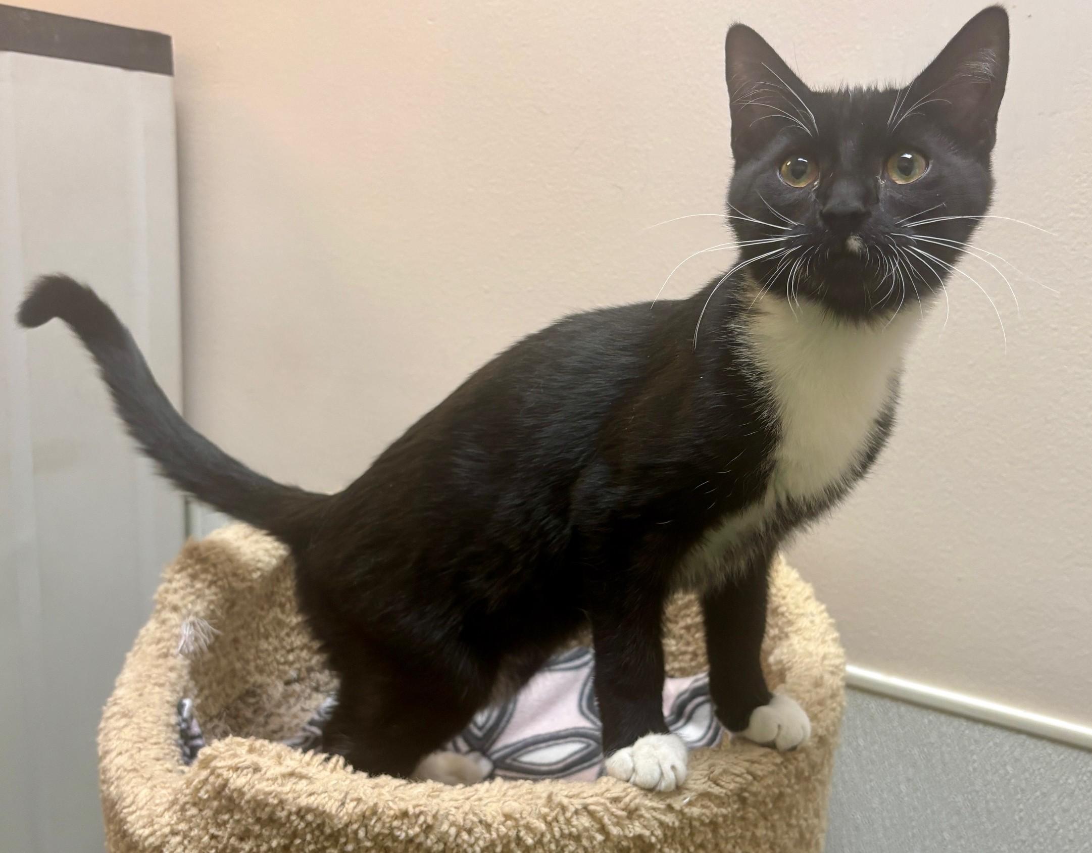 Enlarge Pigeon, a ADOPTABLE Domestic Short Hair in Dover, DE image 3/5