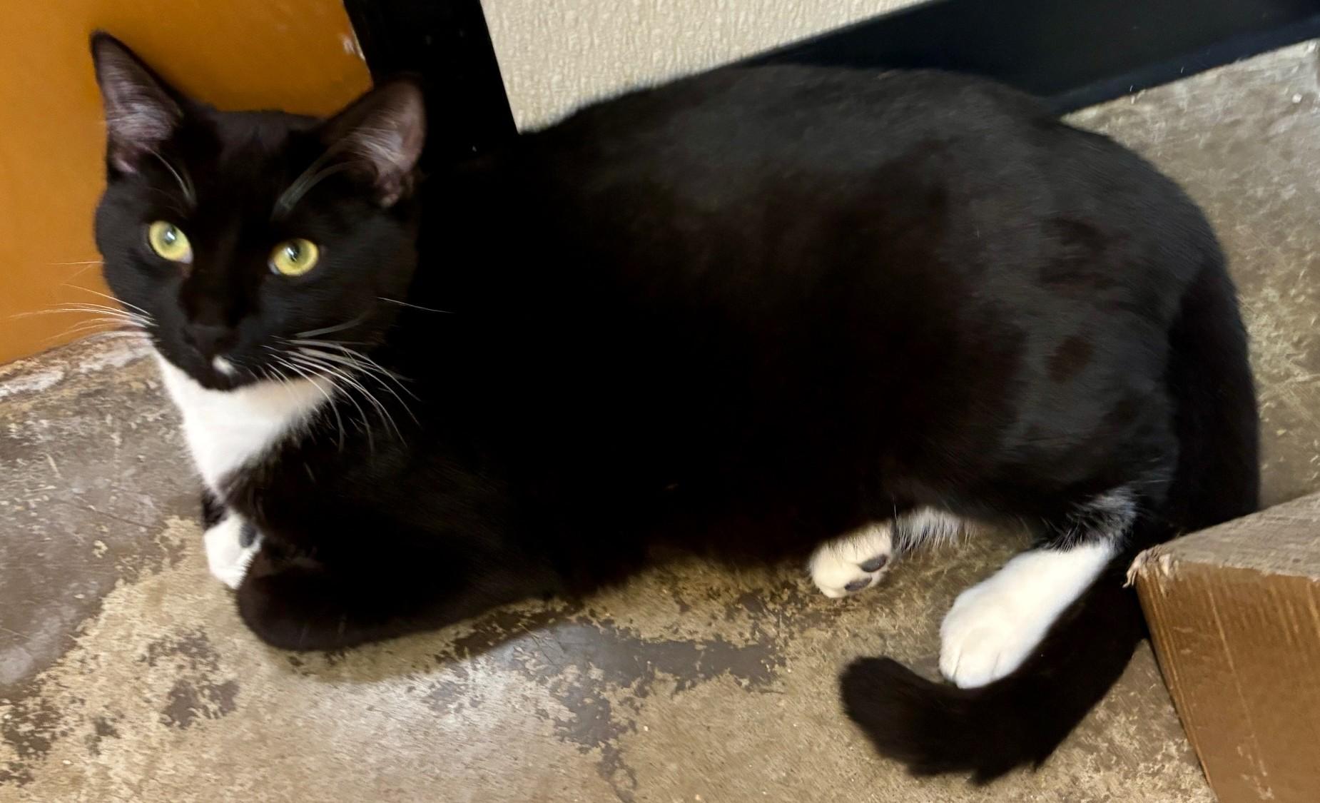 Enlarge Pigeon, an adoptable Domestic Short Hair in Dover, DE image 5/5