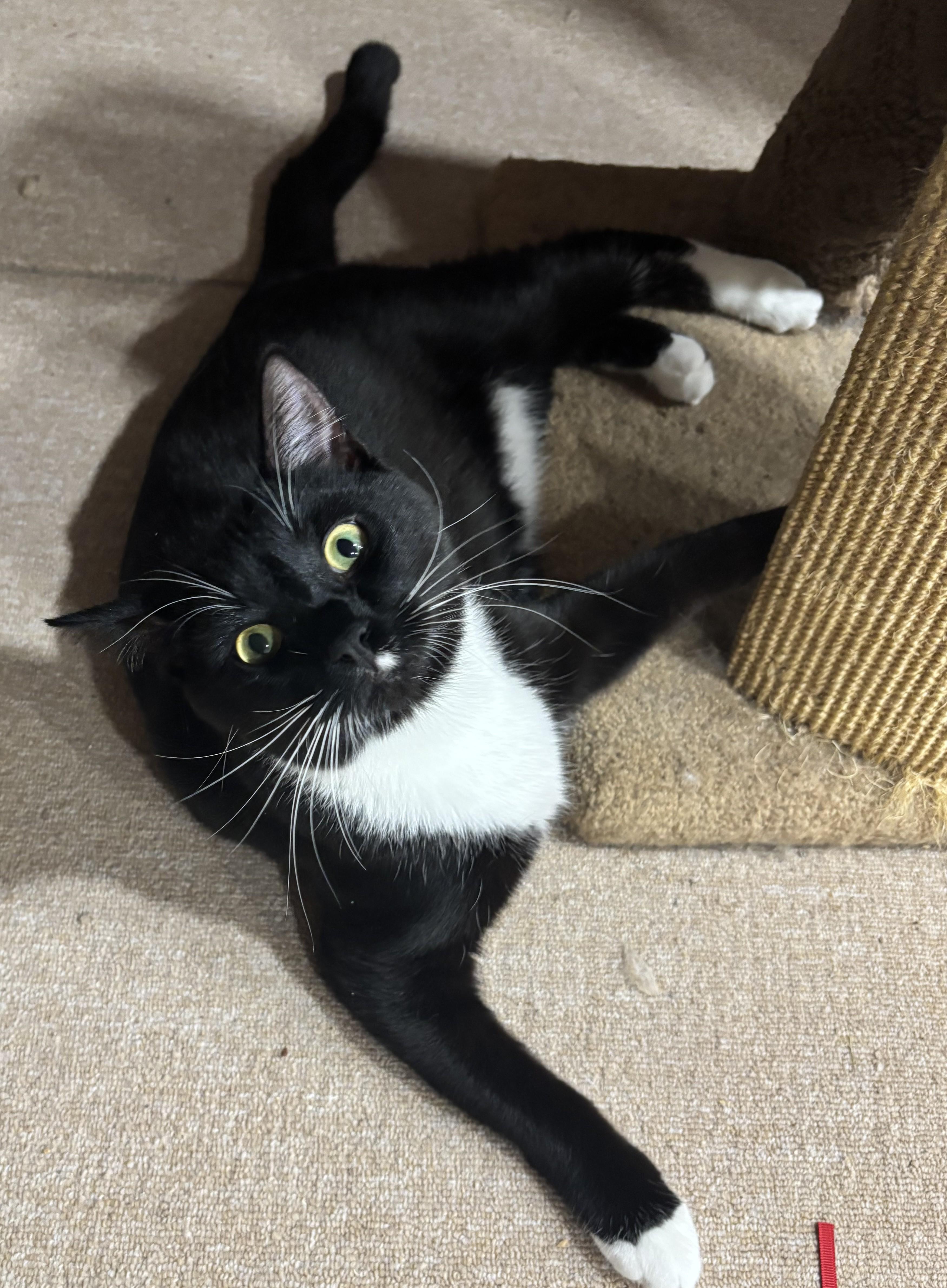 Enlarge Pigeon, an adoptable Domestic Short Hair in Dover, DE image 2/6