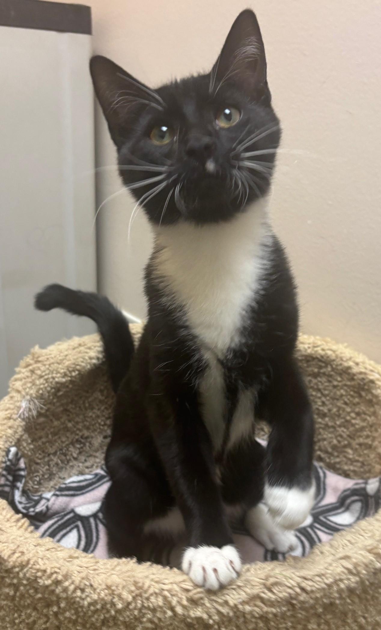 Enlarge Pigeon, a ADOPTABLE Domestic Short Hair in Dover, DE image 4/5