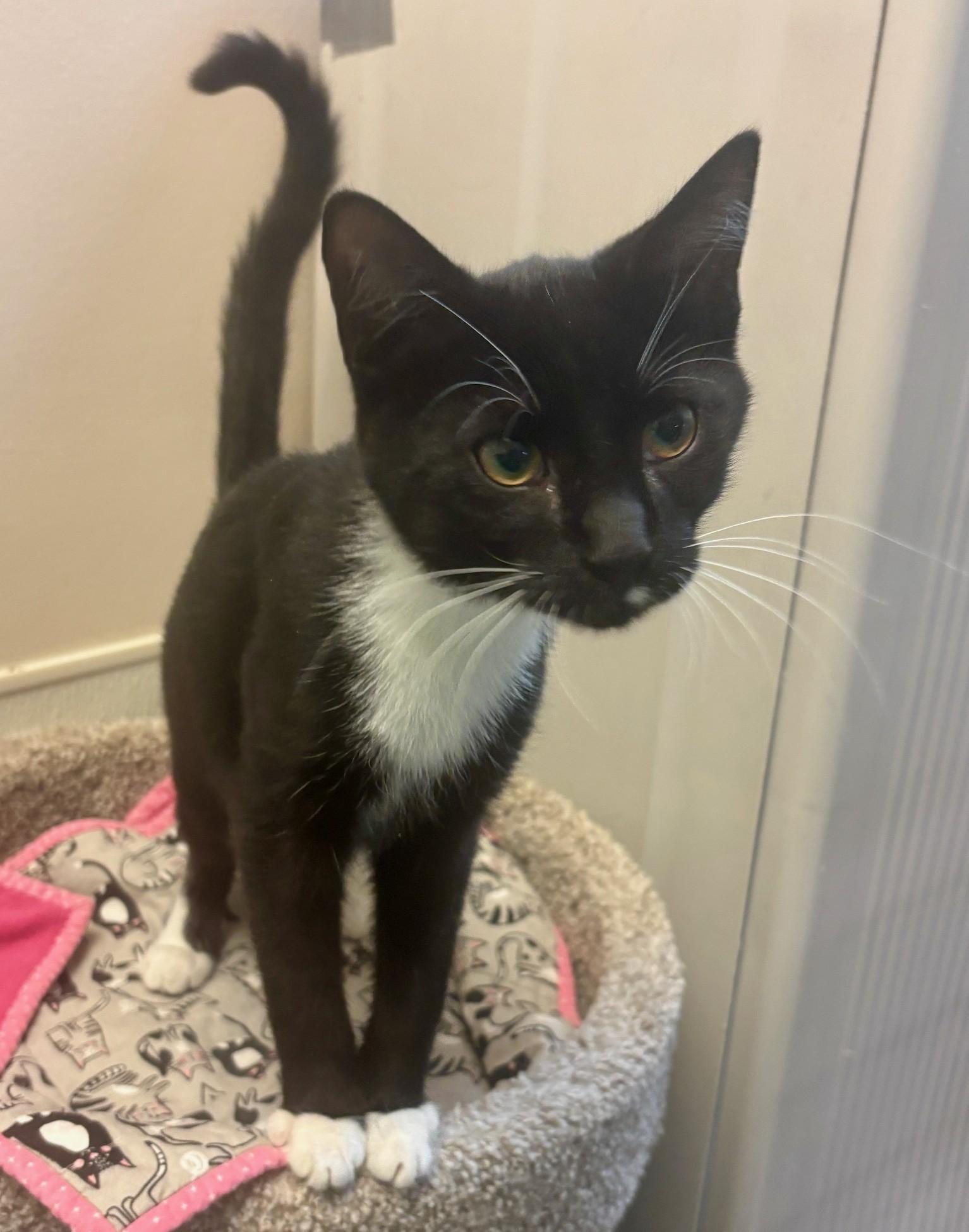 Enlarge Pigeon, a ADOPTABLE Domestic Short Hair in Dover, DE image 2/5