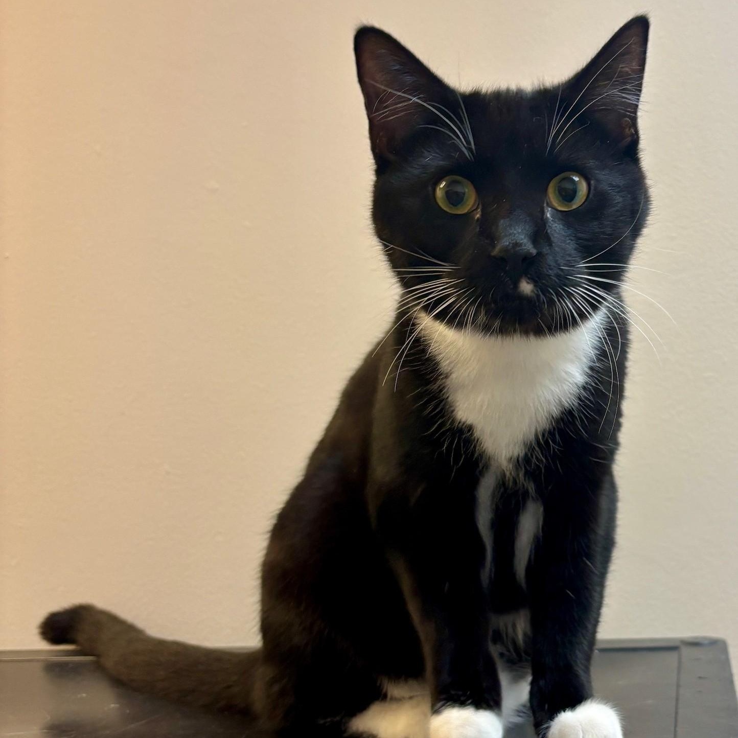 Pigeon, adoptable, Young Male Domestic Short Hair.