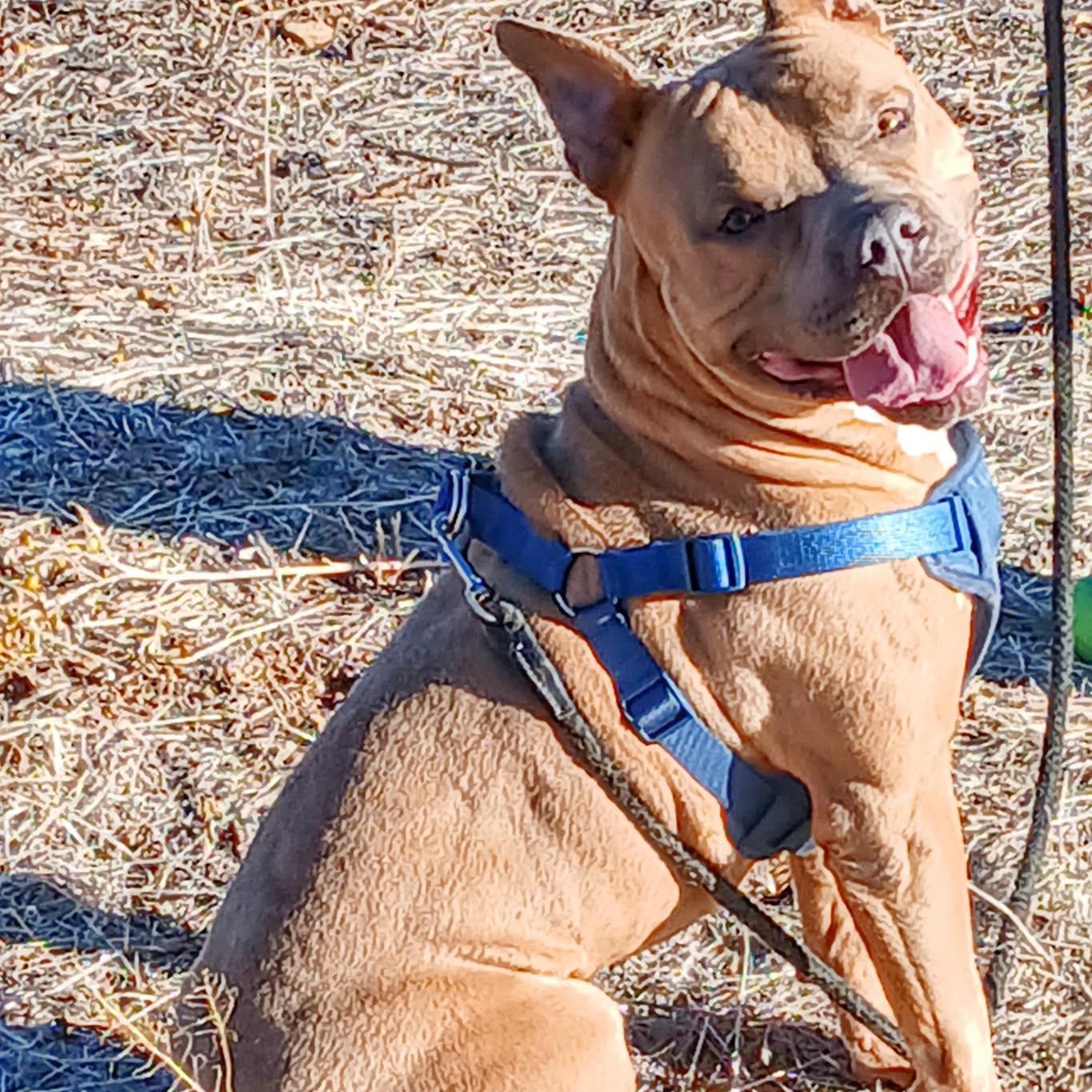 Rocky, a Adoptable American Bully in Chino valley, AZ image 4/4