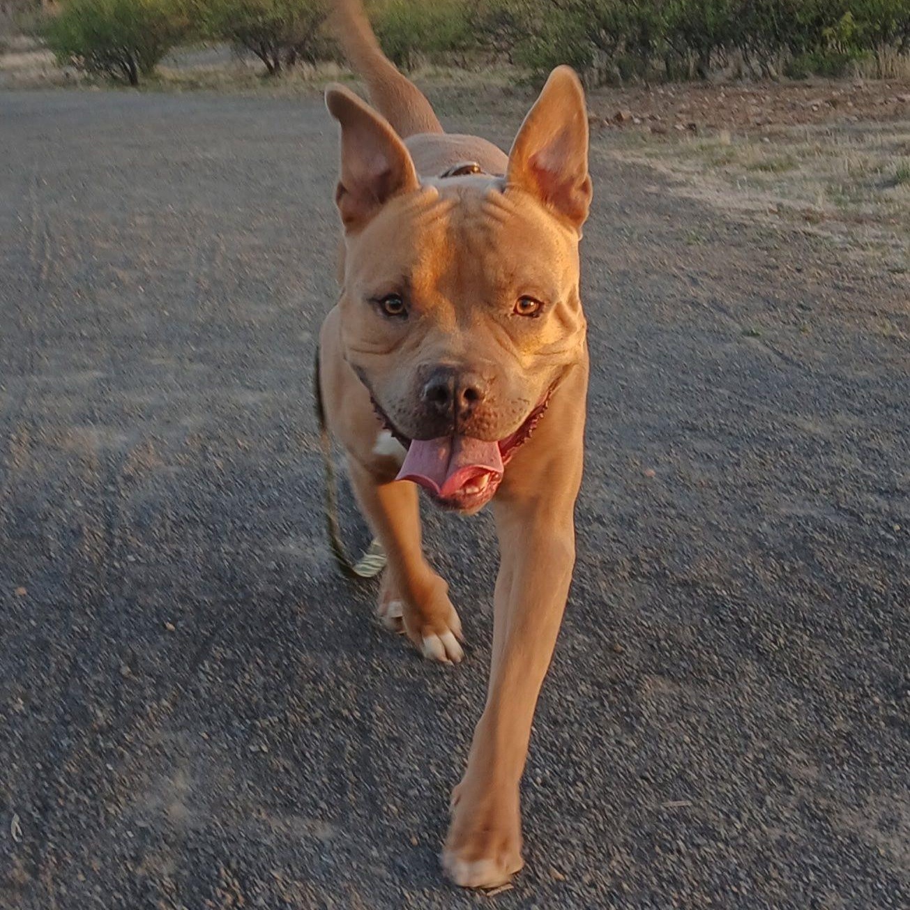 Rocky, Adoptable, Adult Male American Bully.