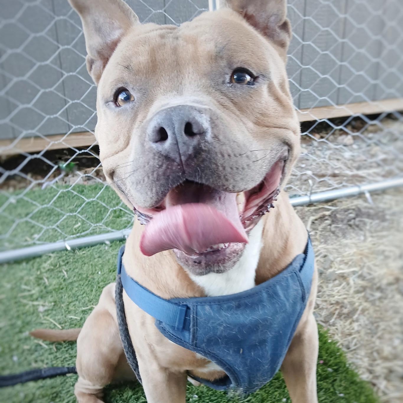 Rocky, a Adoptable American Bully in Chino valley, AZ image 2/4
