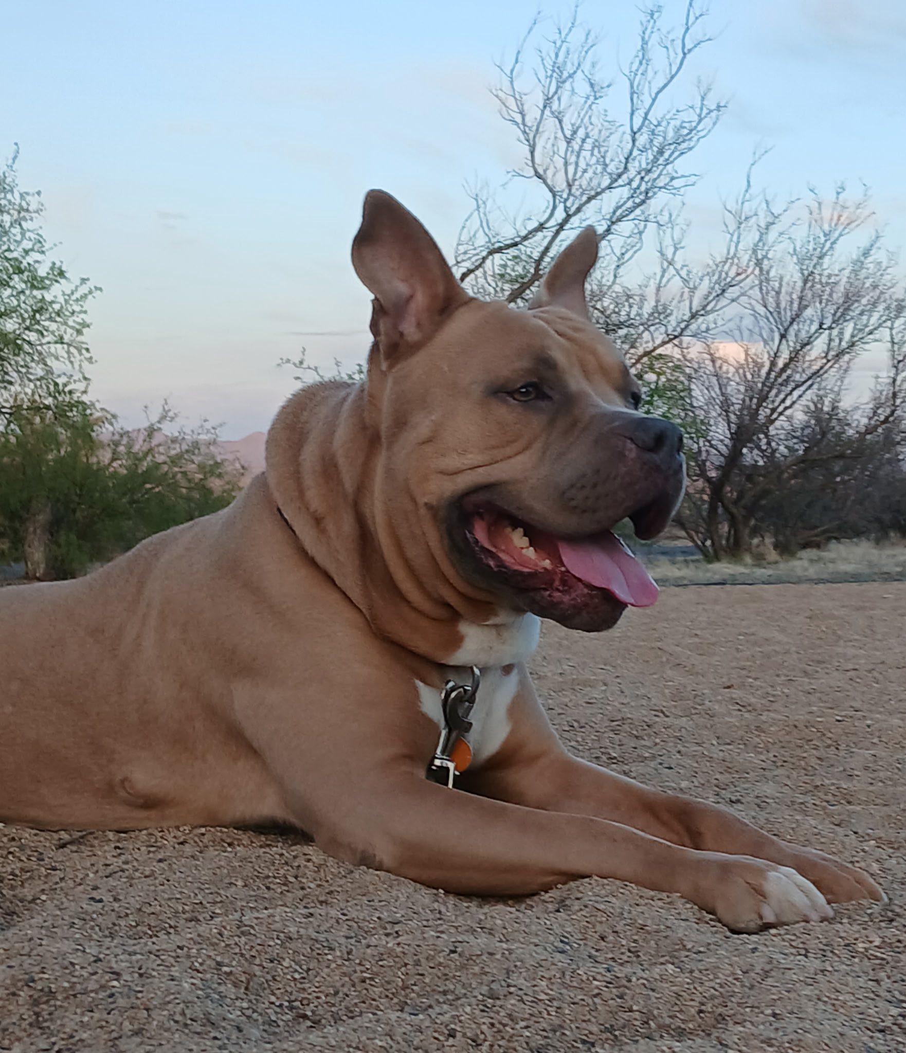 Rocky, a Adoptable American Bully in Chino valley, AZ image 3/4
