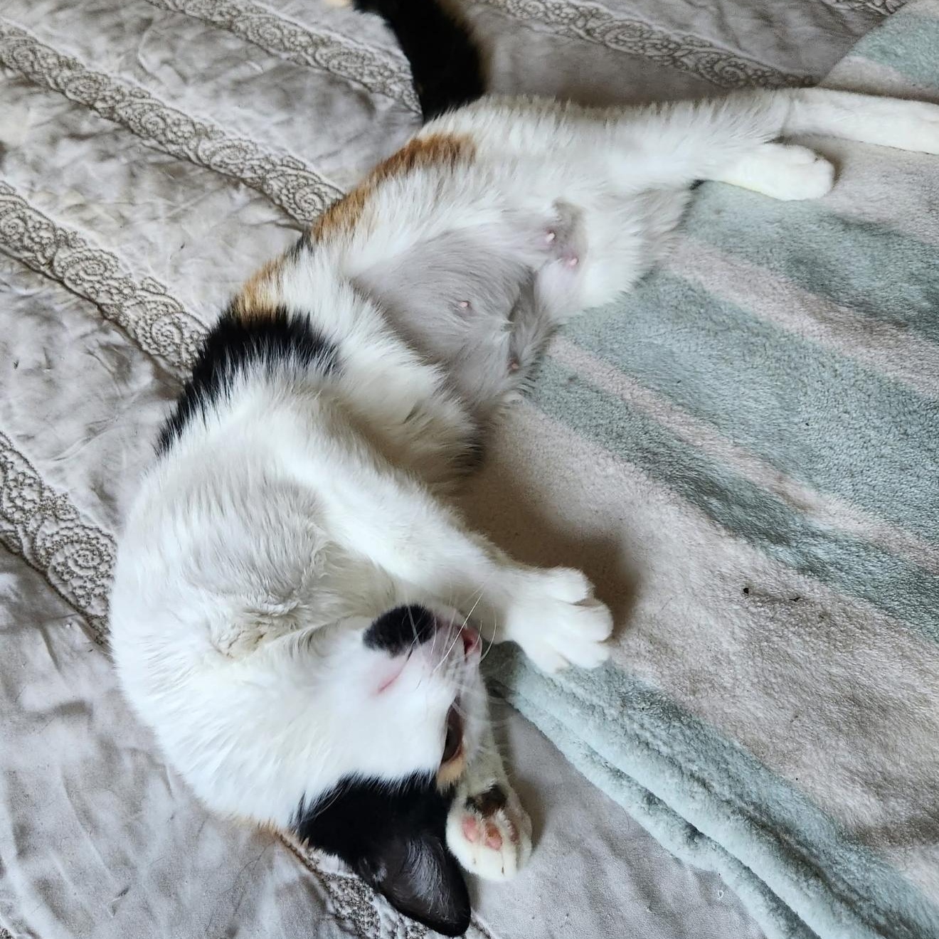 Enlarge Tilda, a Adoptable Calico in Fresno, CA image 5/5