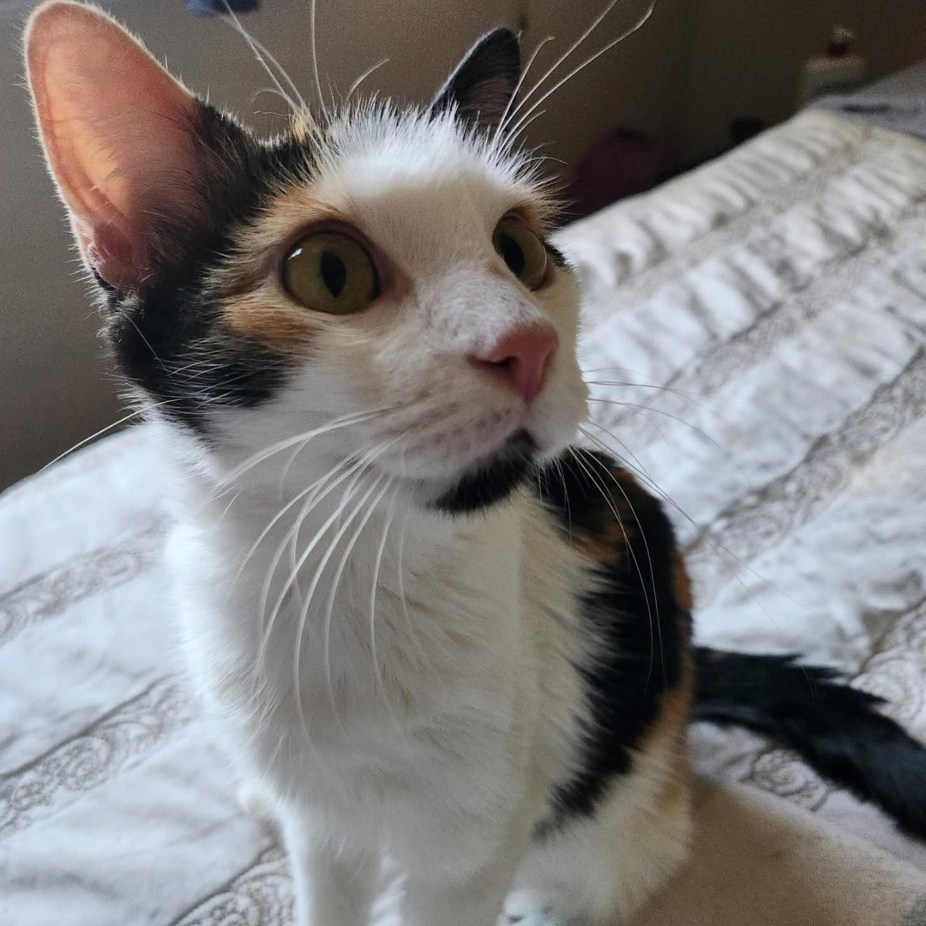 Enlarge Tilda, a Adoptable Calico in Fresno, CA image 4/5