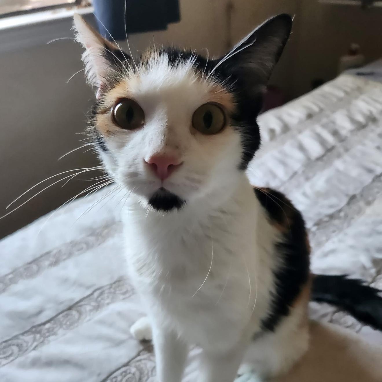 Enlarge Tilda, a Adoptable Calico in Fresno, CA image 2/5