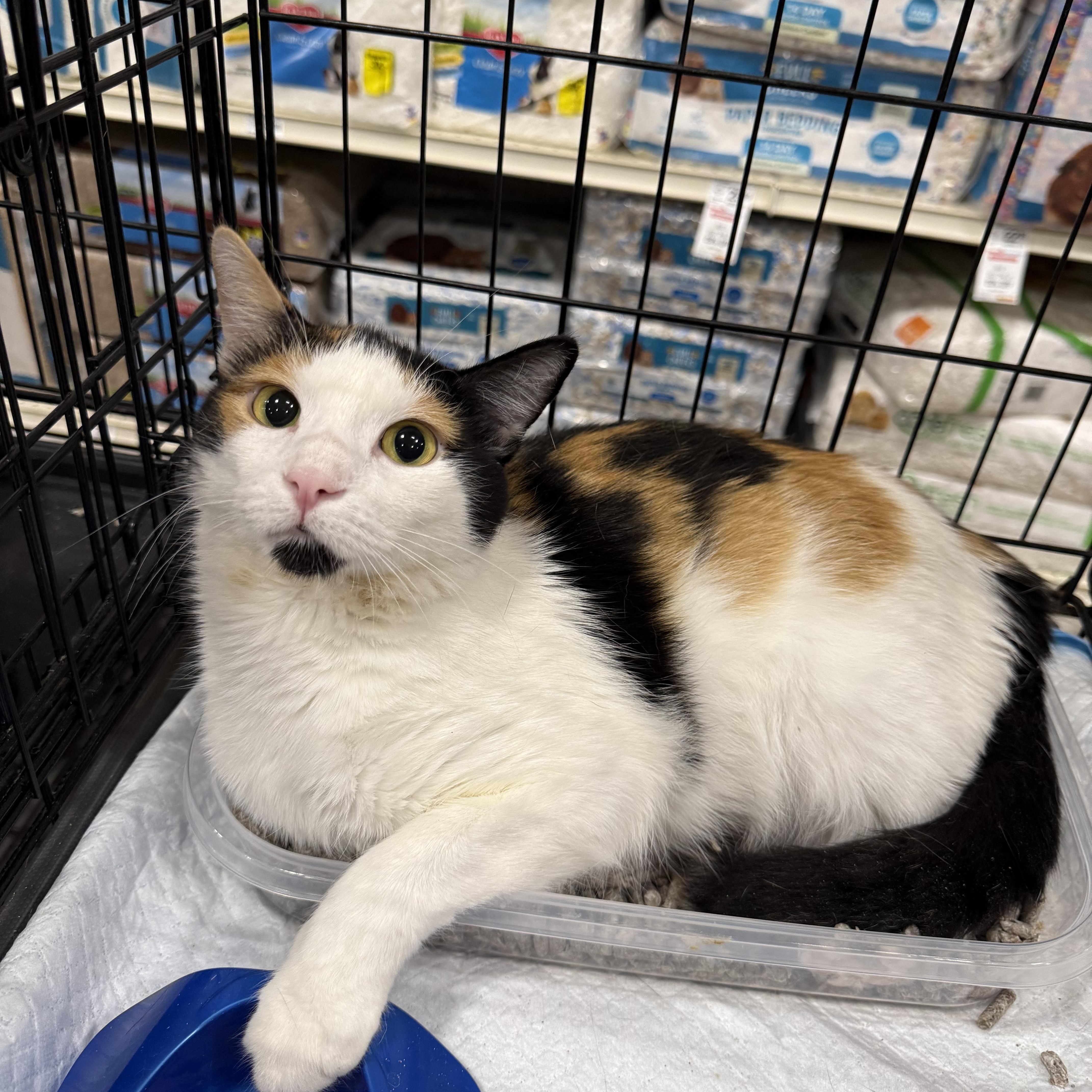 Tilda, Adoptable, Adult Female Calico.