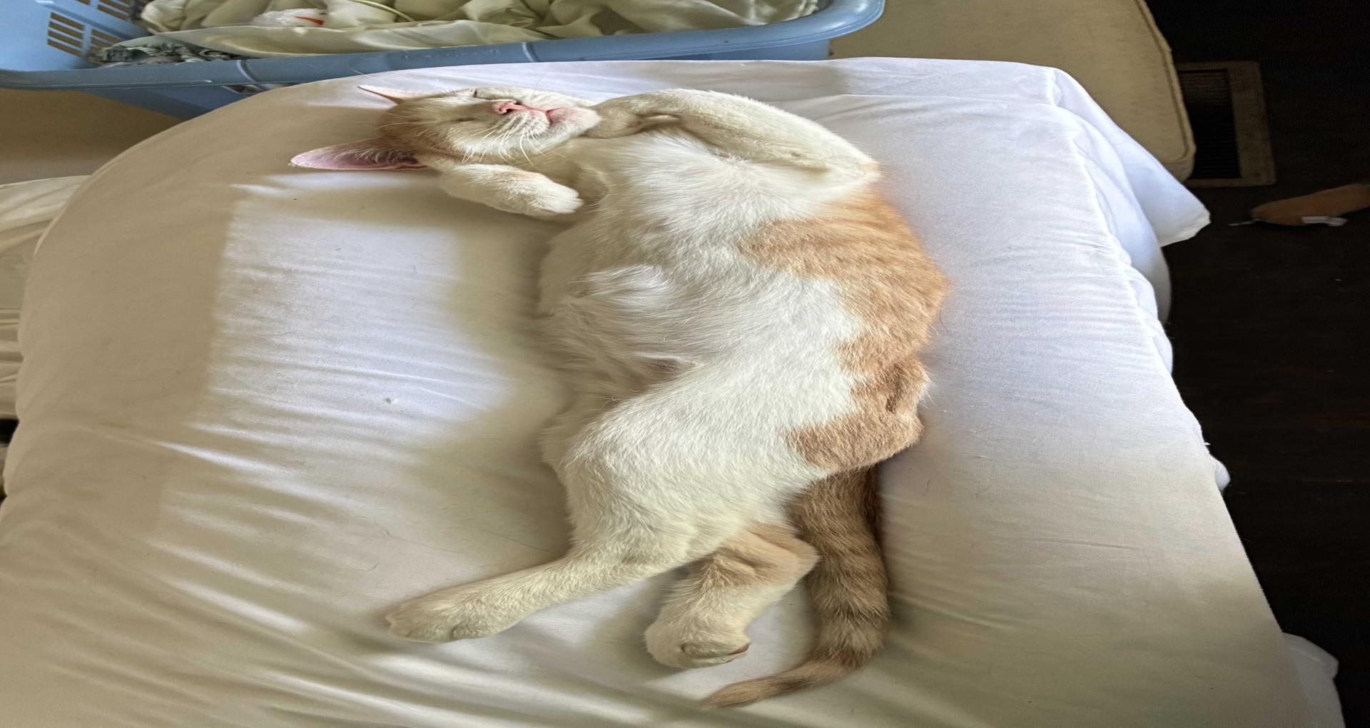 Enlarge Breezy Brie, a Adoptable Tabby in Dawson, GA image 2/2