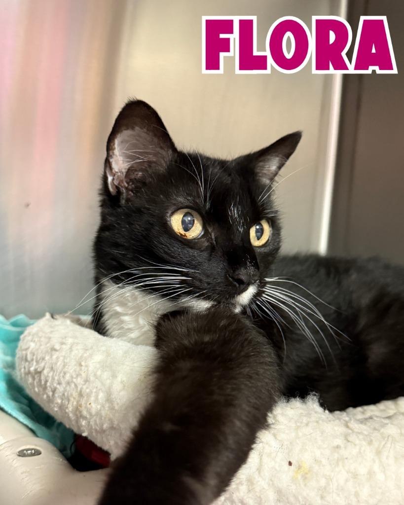 Flora, Adoptable, Adult Female Domestic Short Hair.