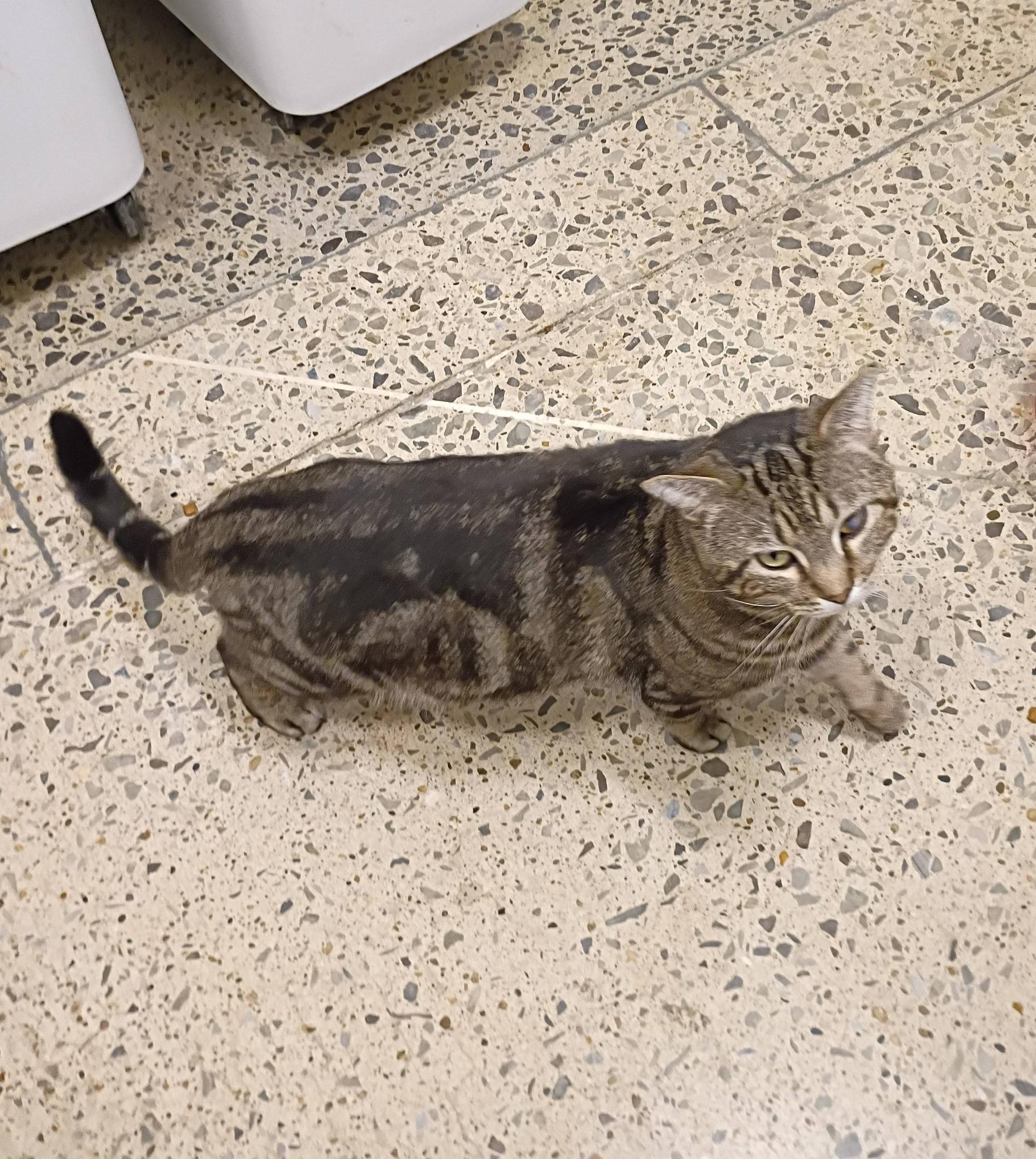 Herbert - calm & cuddly, adopted, Adult Male Domestic Short Hair.