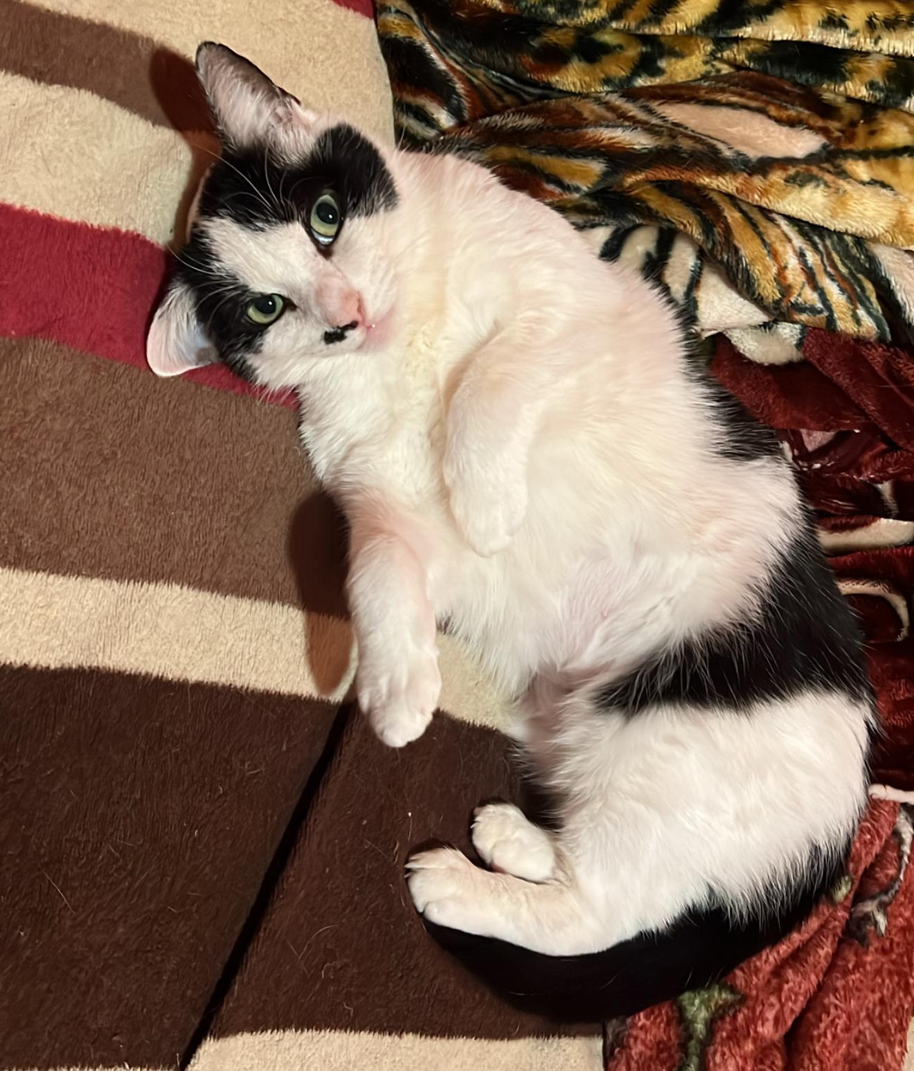 Enlarge Jovie, a Adoptable Domestic Short Hair image 3/3