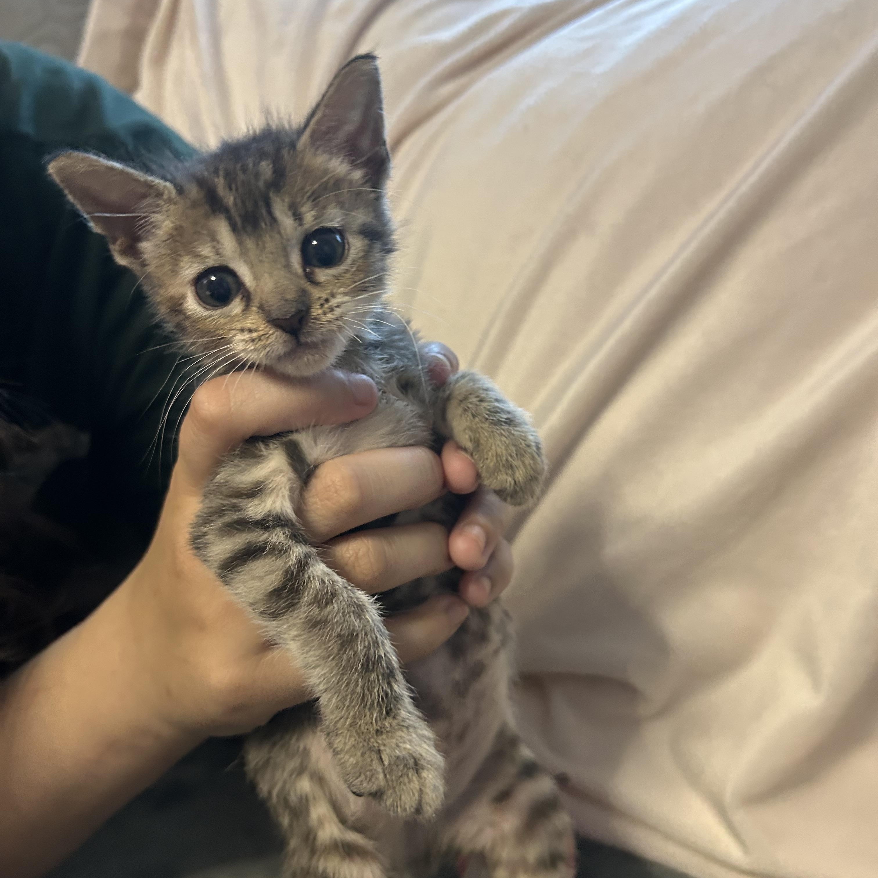 Artemis