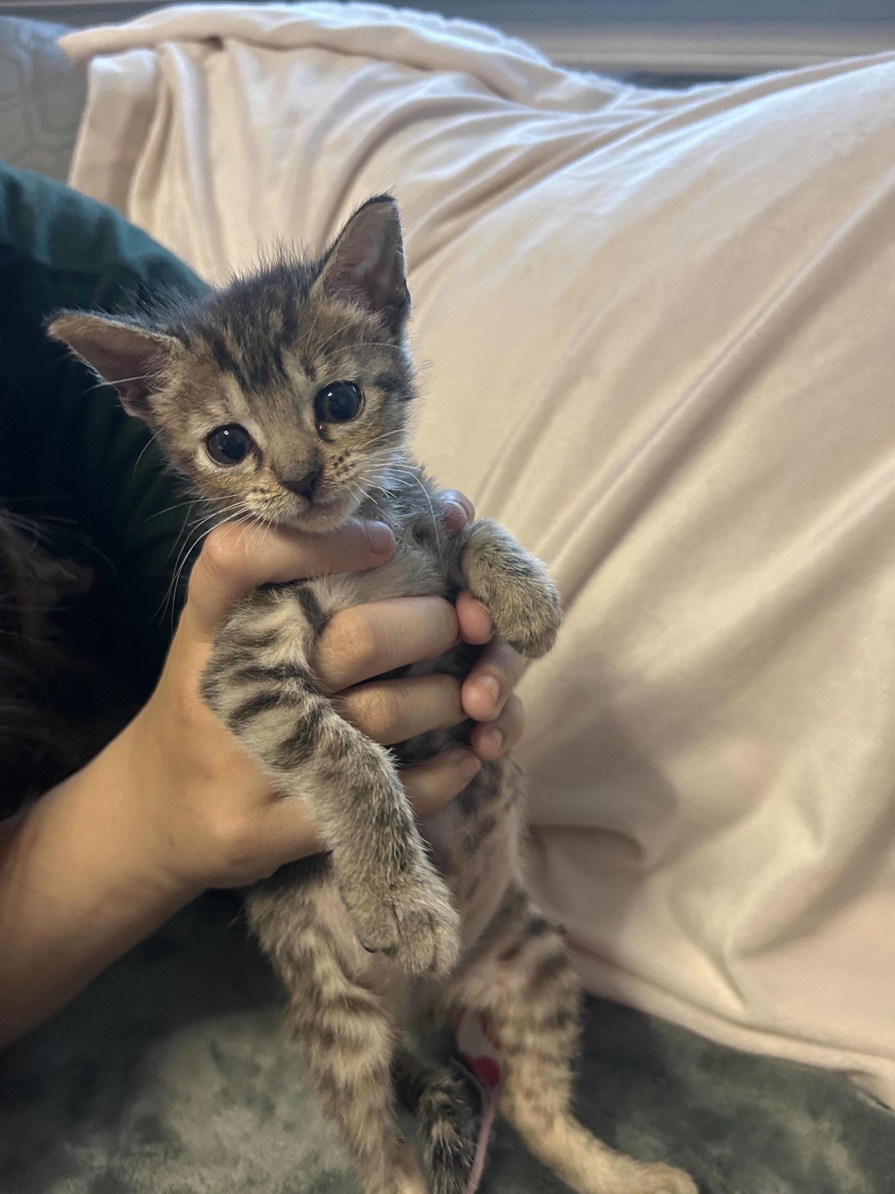 Artemis Domestic Short Hair Cat