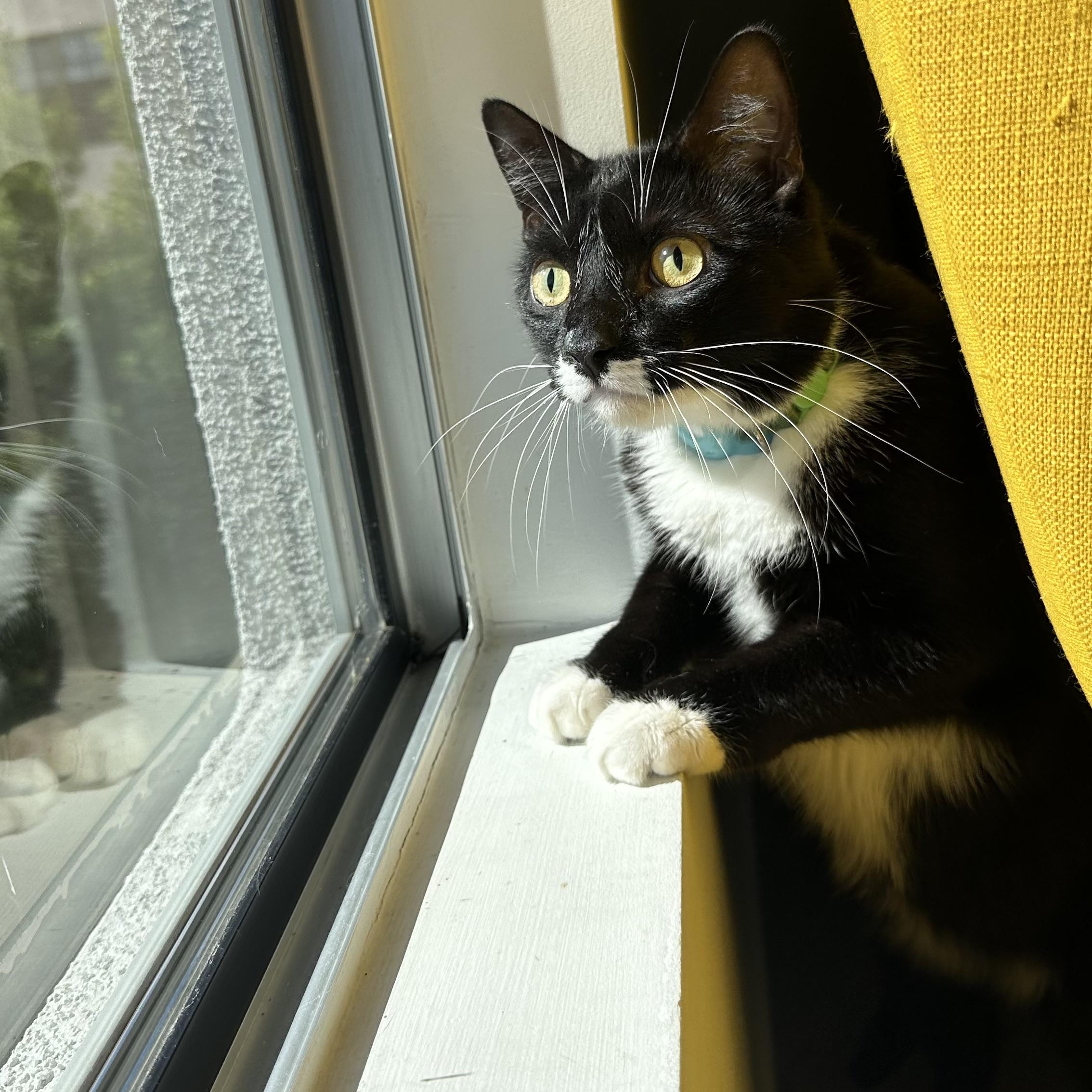 Atticus, ADOPTABLE, Adult Male Domestic Short Hair.