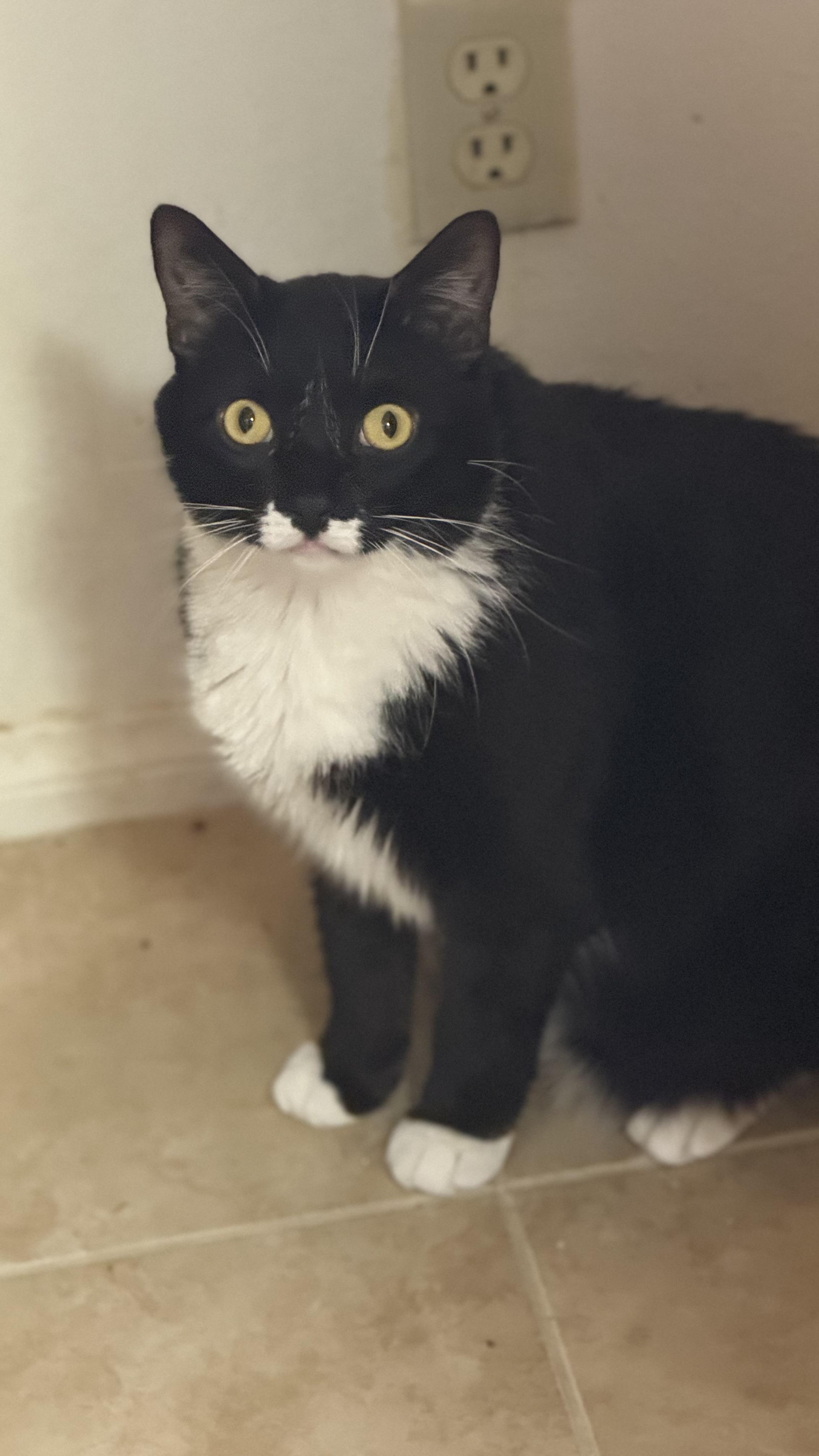 Enlarge Atticus, a ADOPTABLE Domestic Short Hair in Sherman Oaks, CA image 3/6