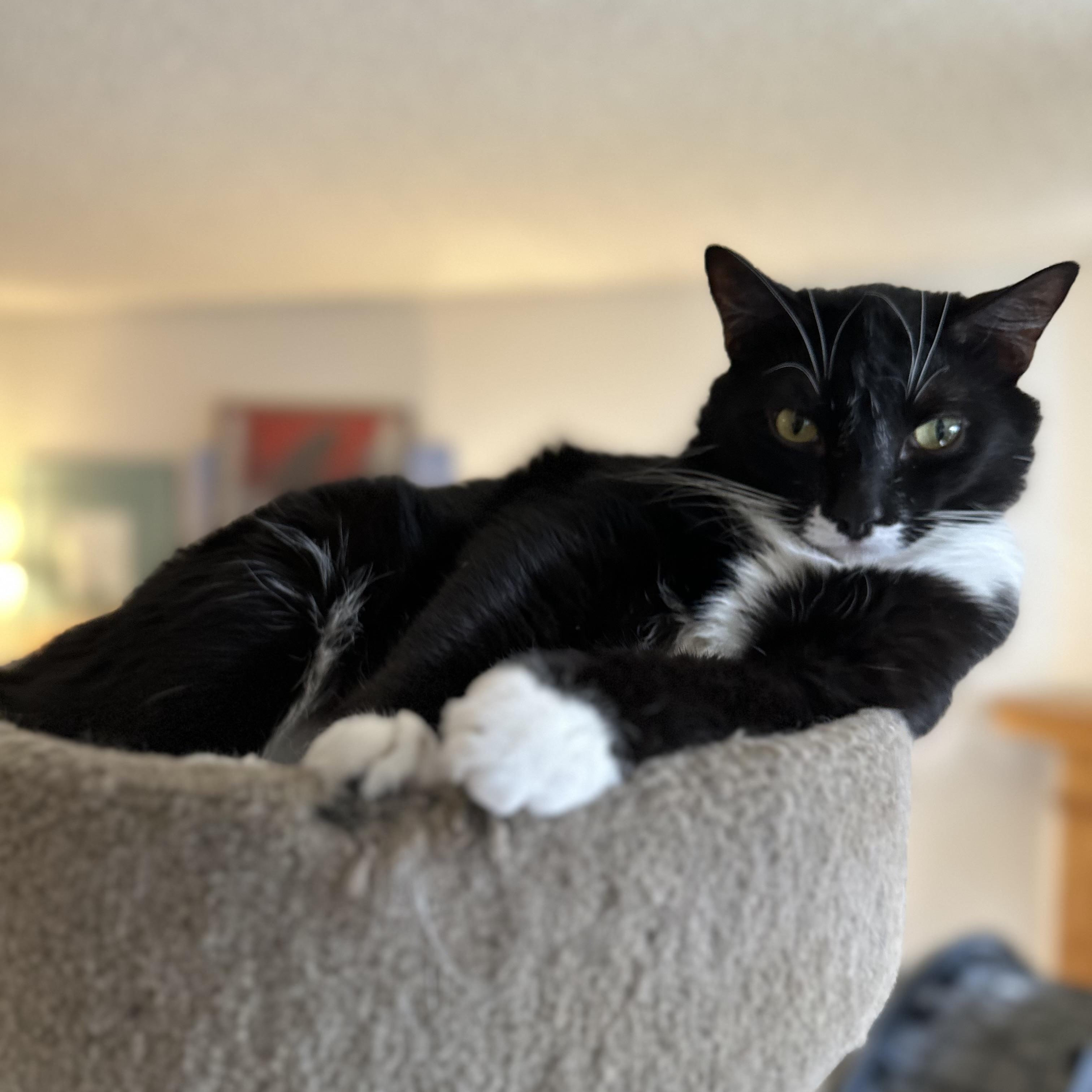 Enlarge Atticus, a ADOPTABLE Domestic Short Hair in Sherman Oaks, CA image 6/6