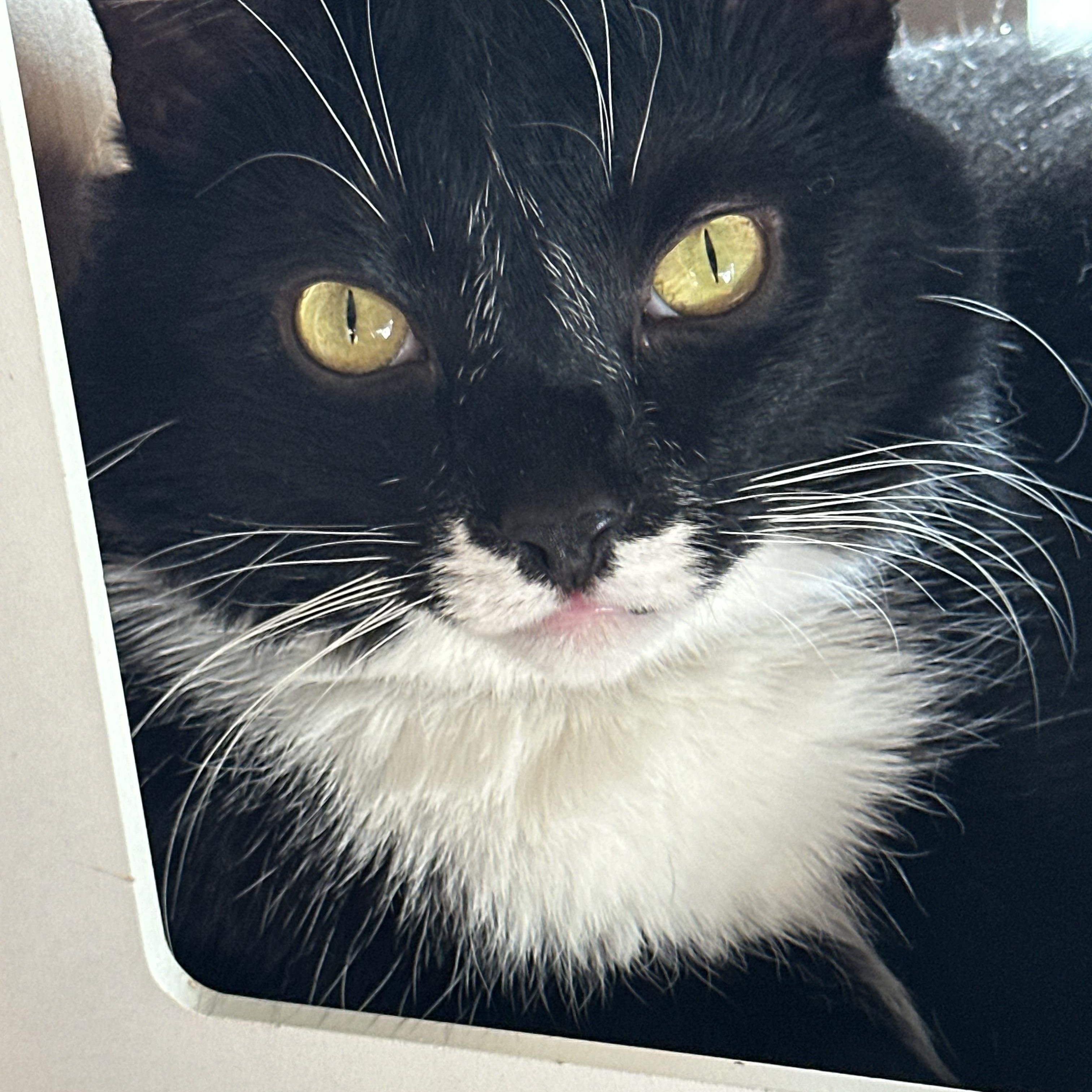 Enlarge Atticus, a ADOPTABLE Domestic Short Hair in Sherman Oaks, CA image 5/6