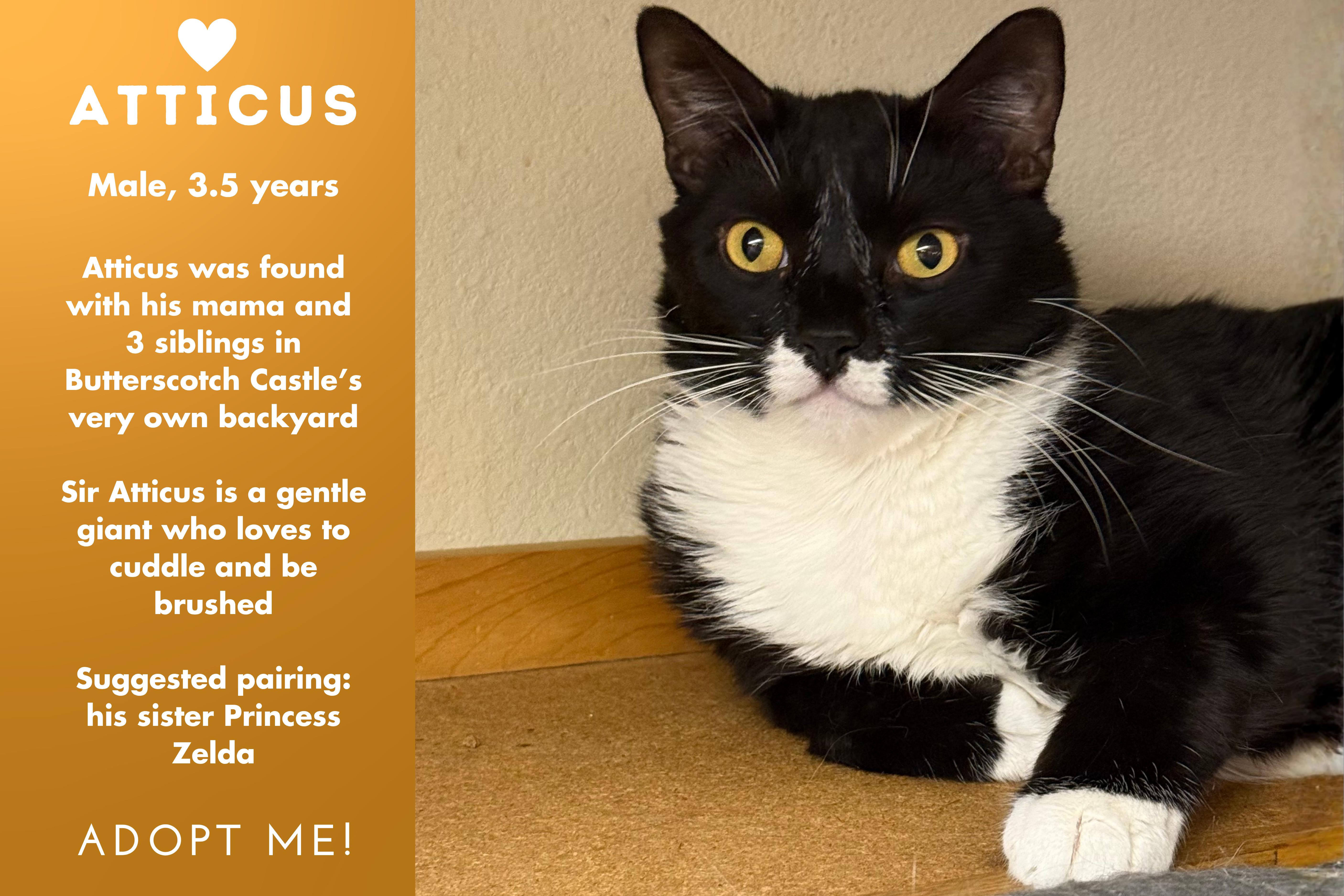 Enlarge Atticus, a ADOPTABLE Domestic Short Hair in Sherman Oaks, CA image 4/6