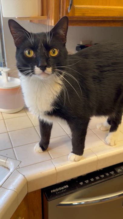 Enlarge Atticus, a ADOPTABLE Domestic Short Hair in Sherman Oaks, CA video 2/6