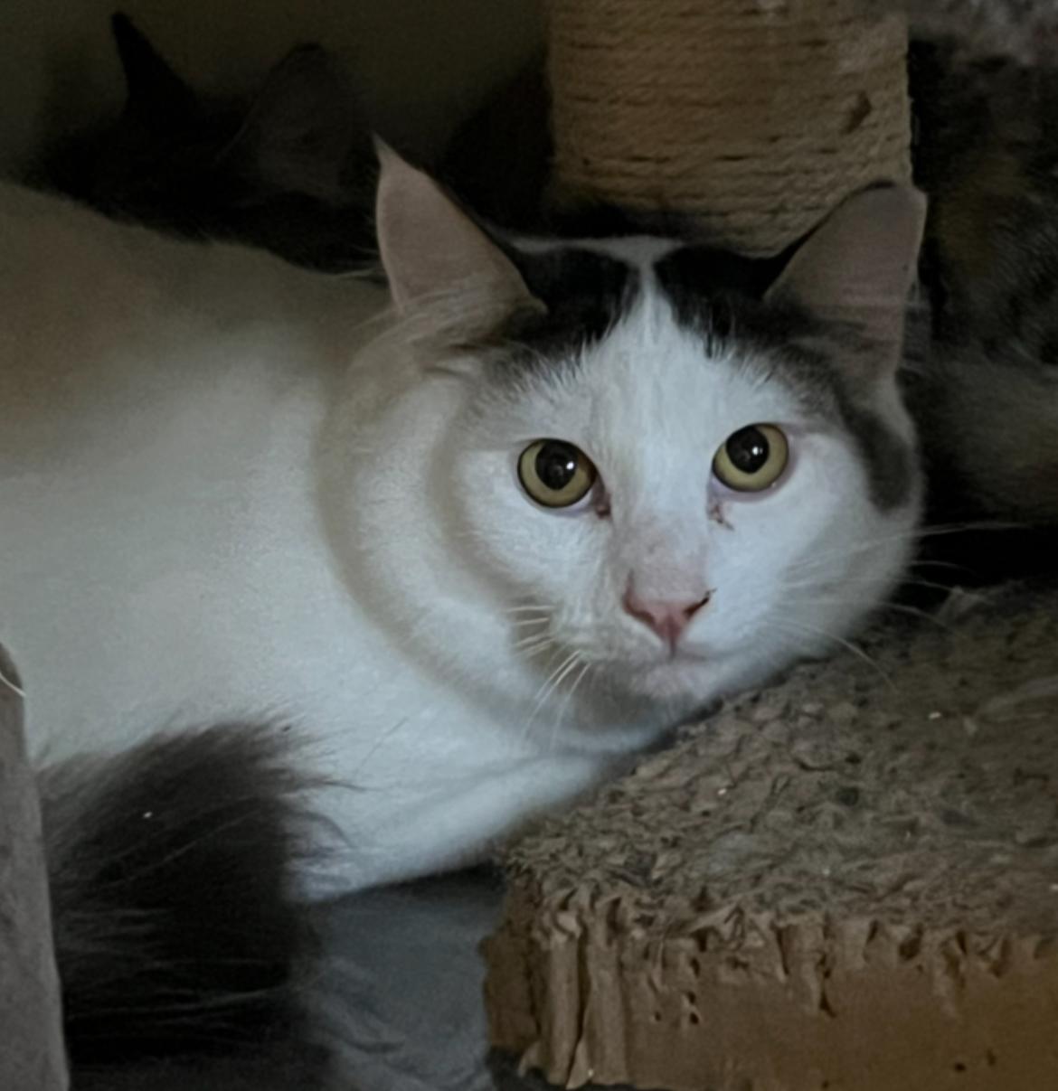 Blackjack, ADOPTABLE, Young Male Domestic Medium Hair.