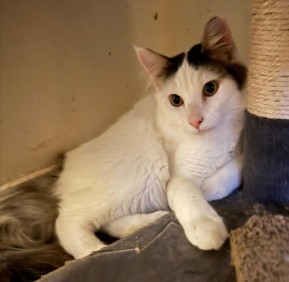 Enlarge Blackjack, a ADOPTABLE mixed breed in Marysville, WA image 2/2