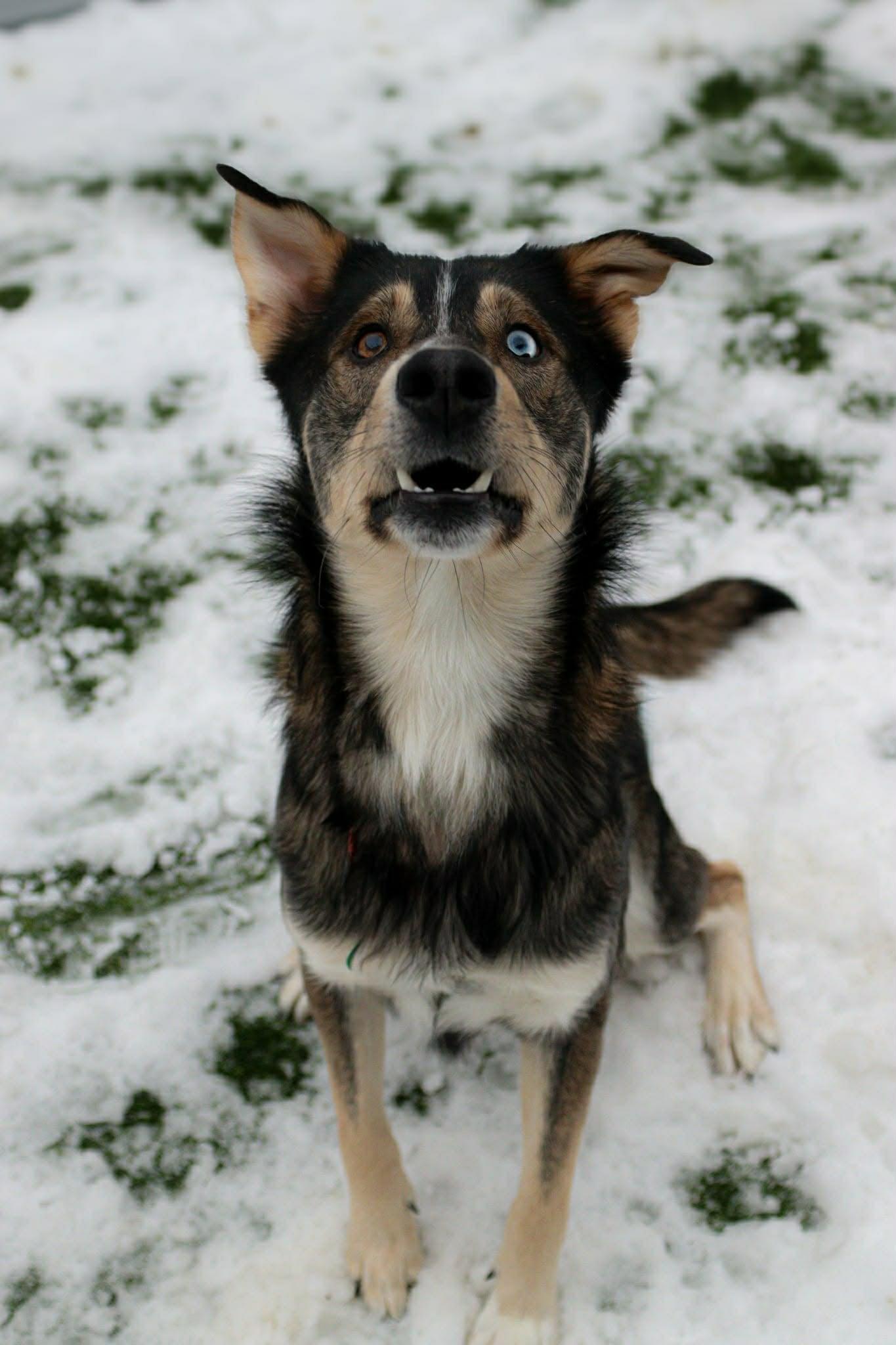Flick, ADOPTABLE, Adult Male Siberian Husky.