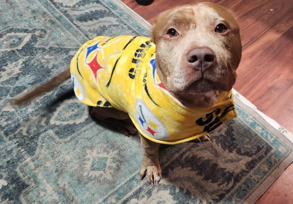 Enlarge Pugsley, a Adoptable Pit Bull Terrier in Irwin, PA image 1/6