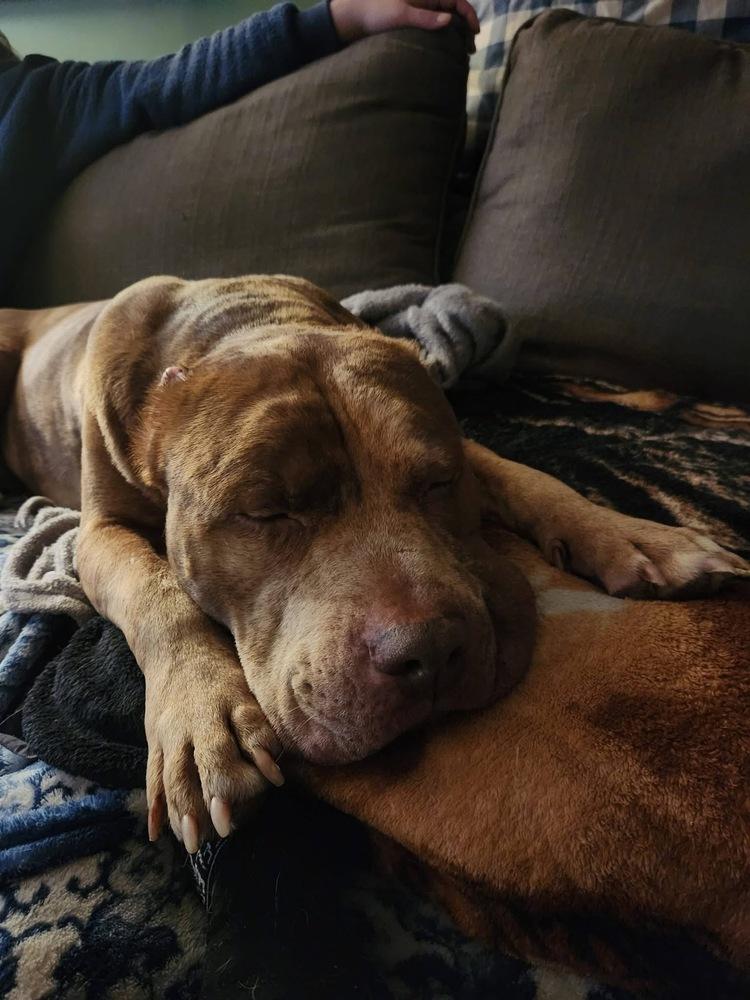 Enlarge Pugsley, a Adoptable Pit Bull Terrier in Irwin, PA image 3/6