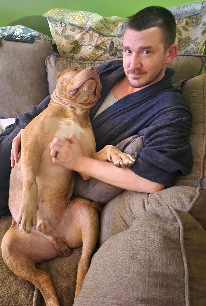 Enlarge Pugsley, a Adoptable Pit Bull Terrier in Irwin, PA image 4/6