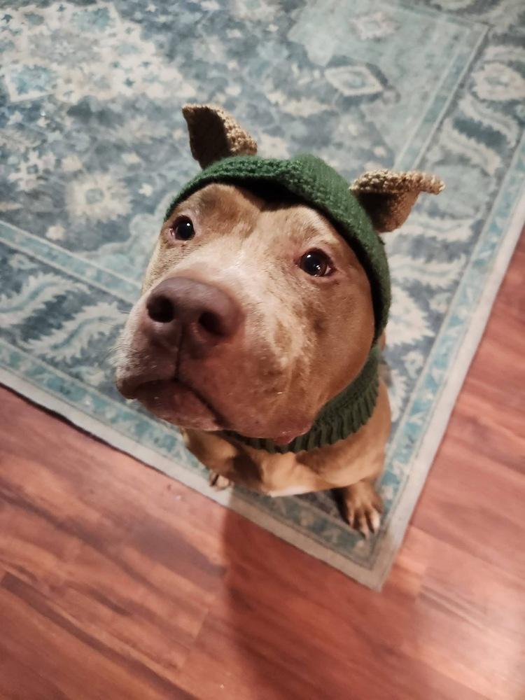 Enlarge Pugsley, a Adoptable Pit Bull Terrier in Irwin, PA image 5/6