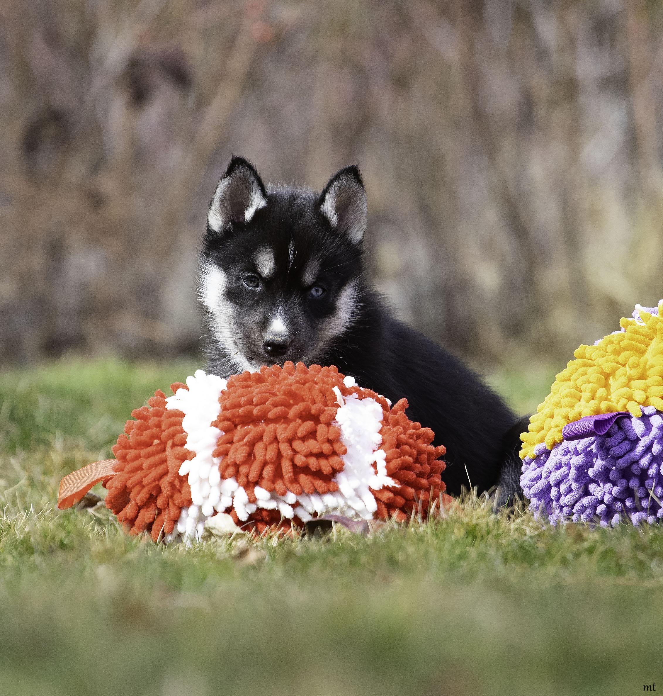 Enlarge Rose, a ADOPTABLE Husky in Washoe Valley, NV image 3/5