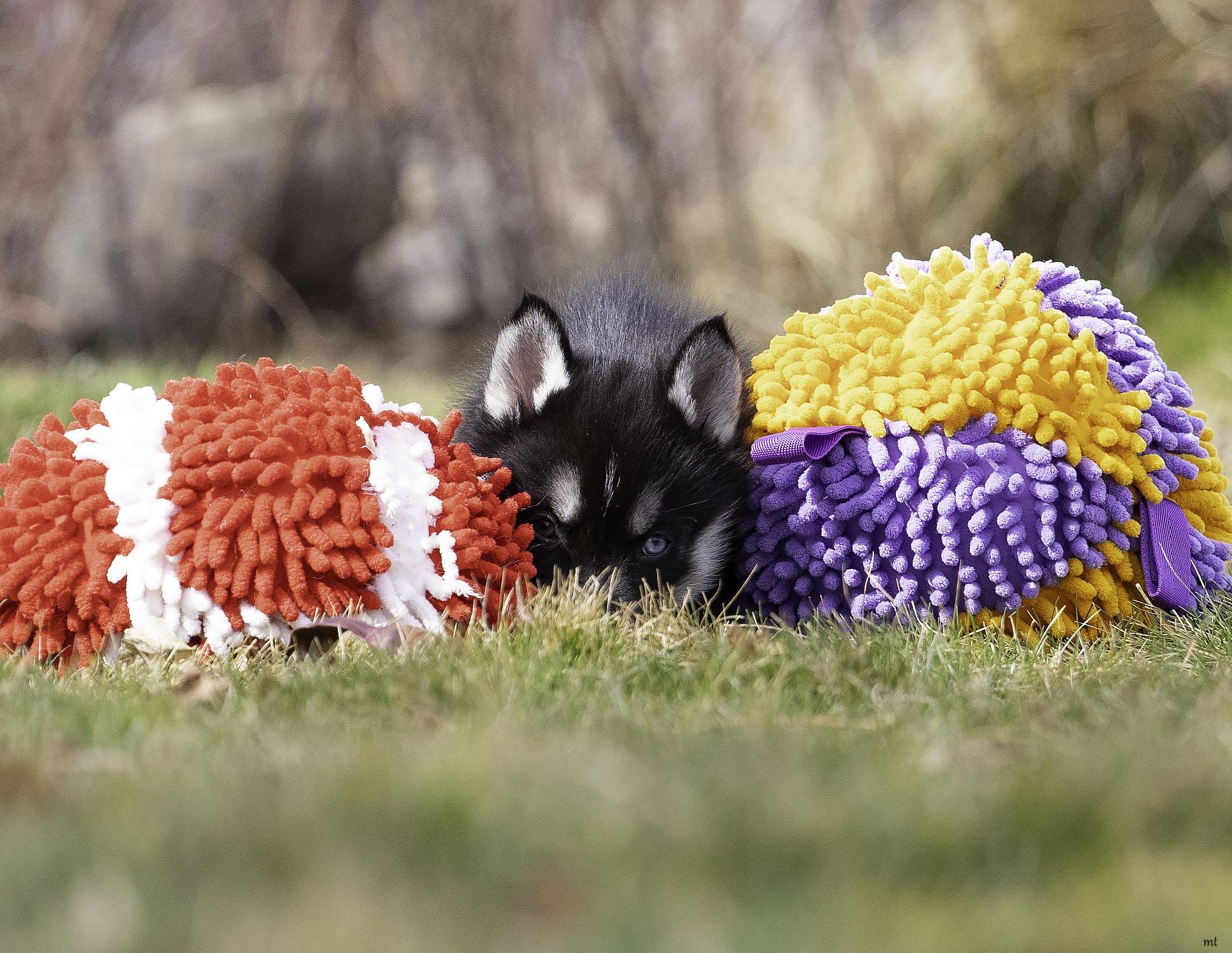 Enlarge Rose, a ADOPTABLE Husky in Washoe Valley, NV image 2/5