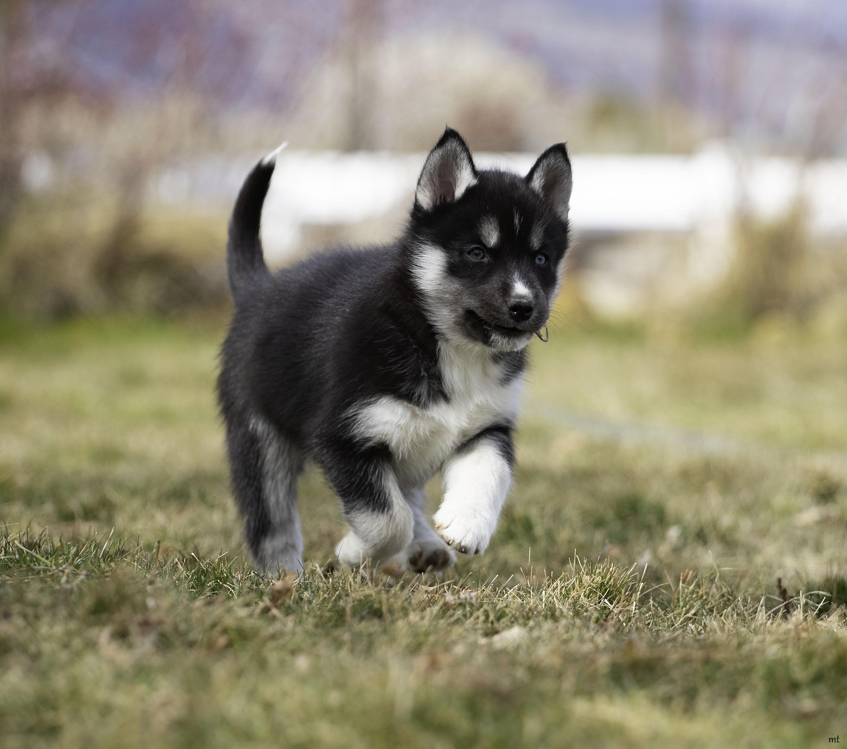 Enlarge Rose, a ADOPTABLE Husky in Washoe Valley, NV image 1/5