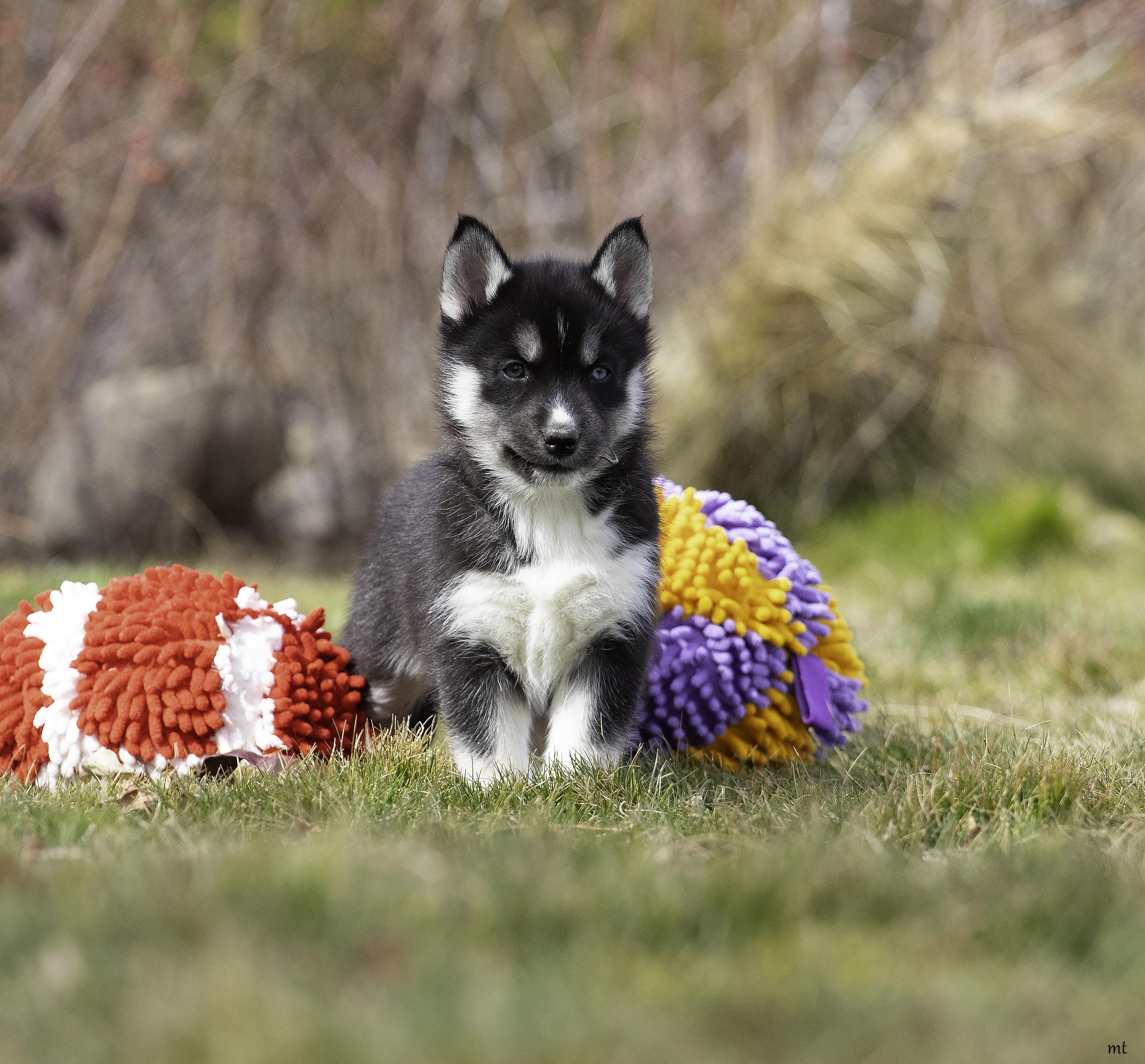 Enlarge Rose, a ADOPTABLE Husky in Washoe Valley, NV image 5/5