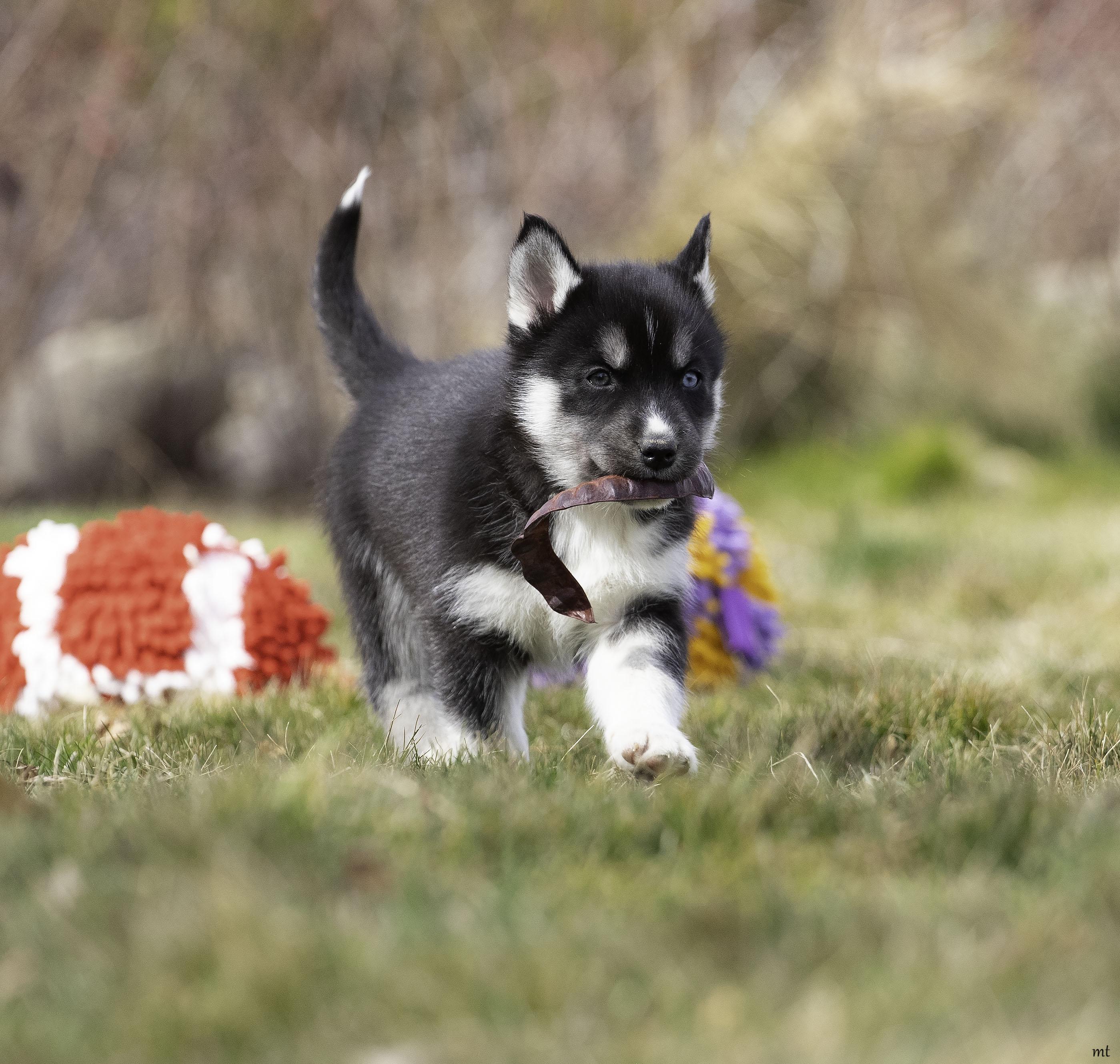 Enlarge Rose, a ADOPTABLE Husky in Washoe Valley, NV image 4/5