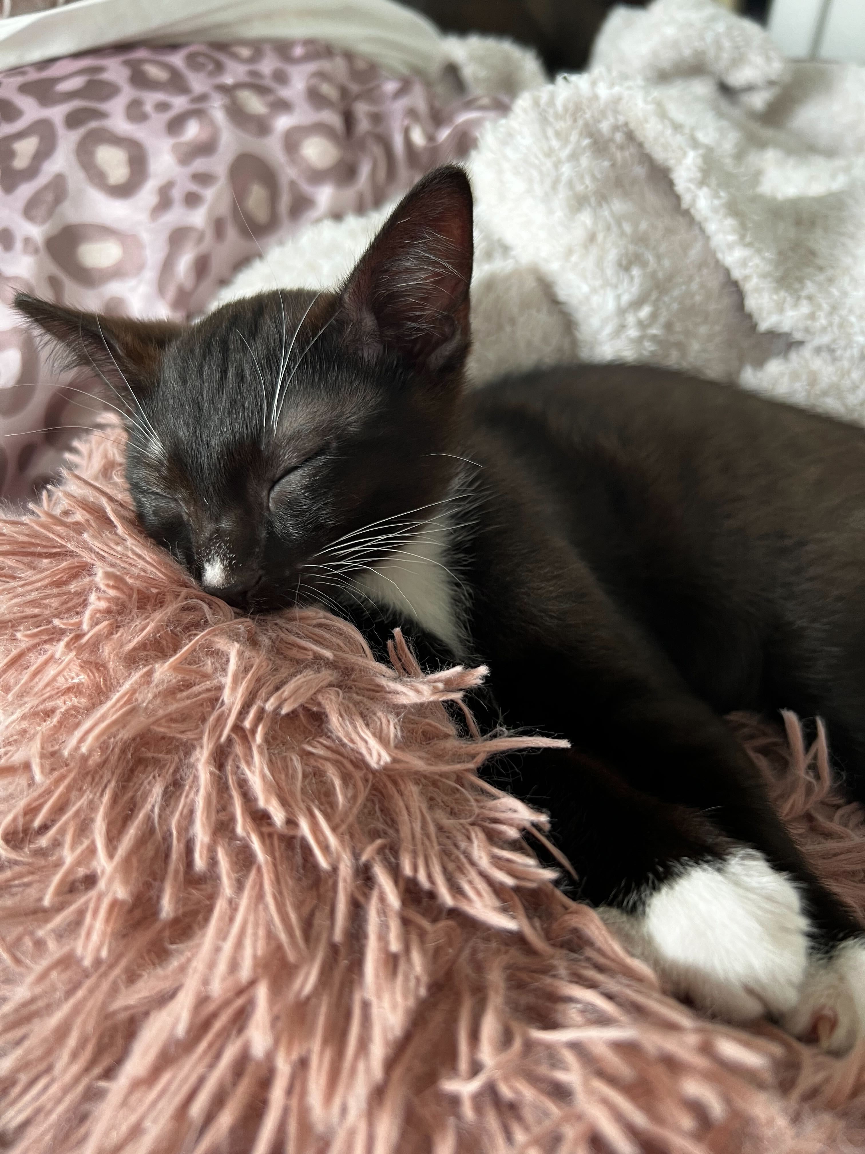 Dew Drop - Bonded to Snapple, Adopted, Kitten Male Domestic Short Hair.