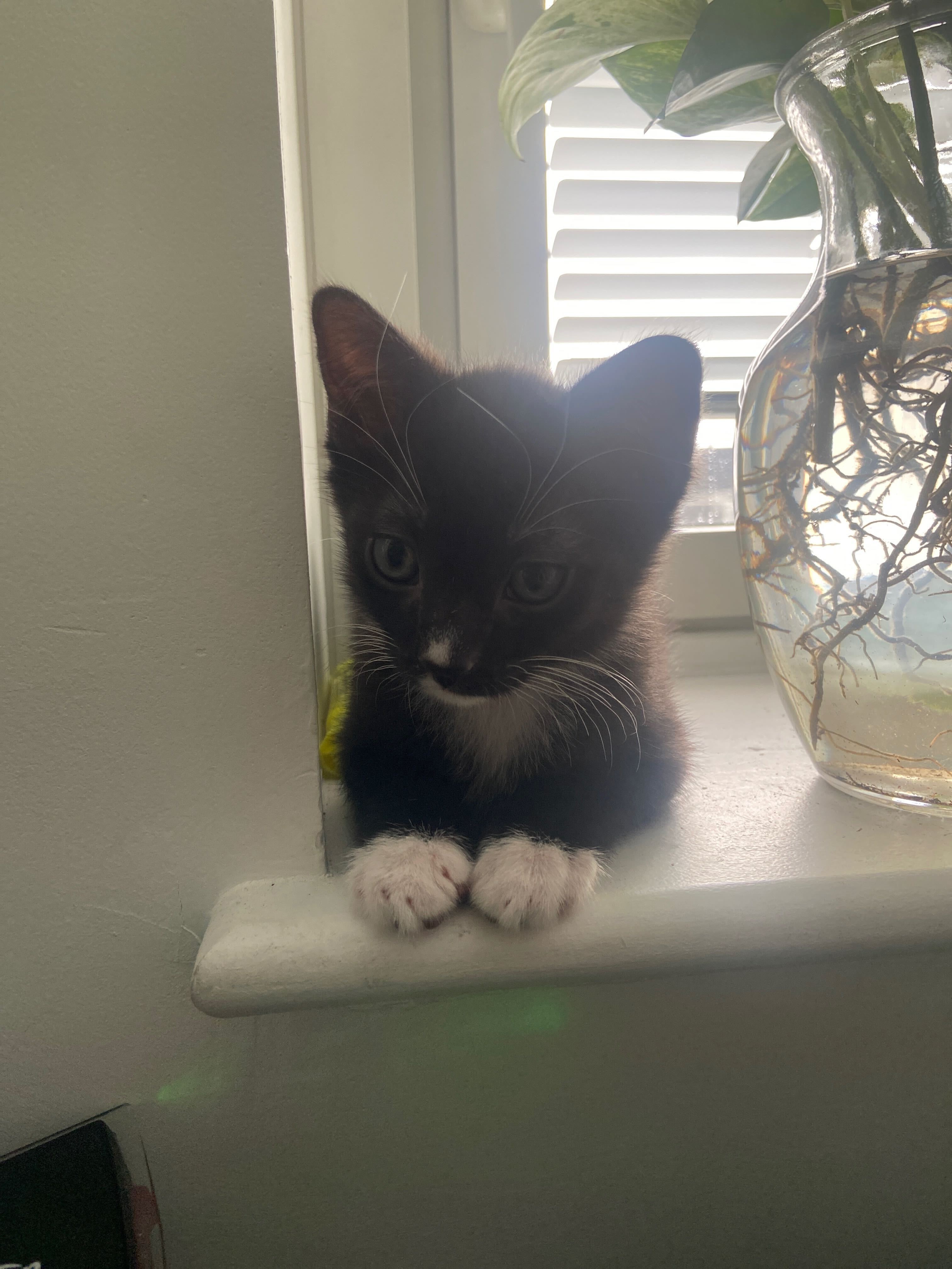 Enlarge Dew Drop - Bonded to Snapple, a Adopted Domestic Short Hair in Long Island City, NY image 4/6