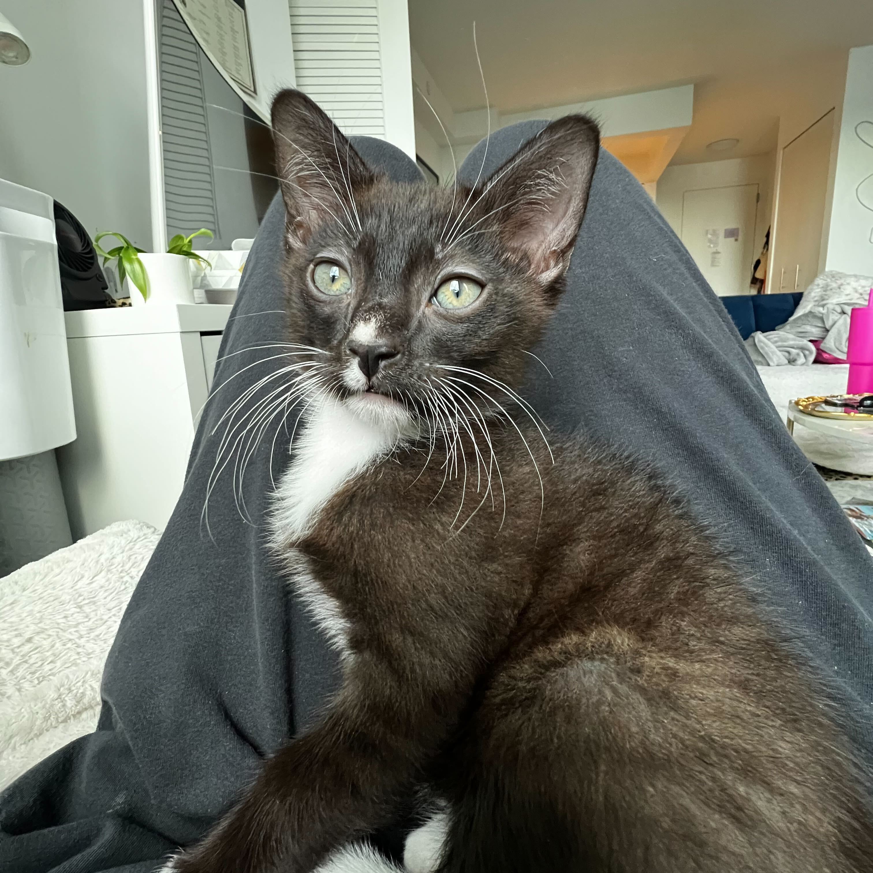 Enlarge Dew Drop - Bonded to Snapple, a Adopted Domestic Short Hair in Long Island City, NY image 5/6