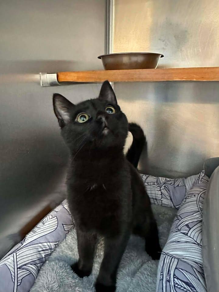 Holly, ADOPTABLE, Kitten Female Domestic Short Hair.