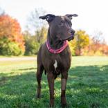 Ky-Mya, Adoptable, Adult Female Mixed Breed.