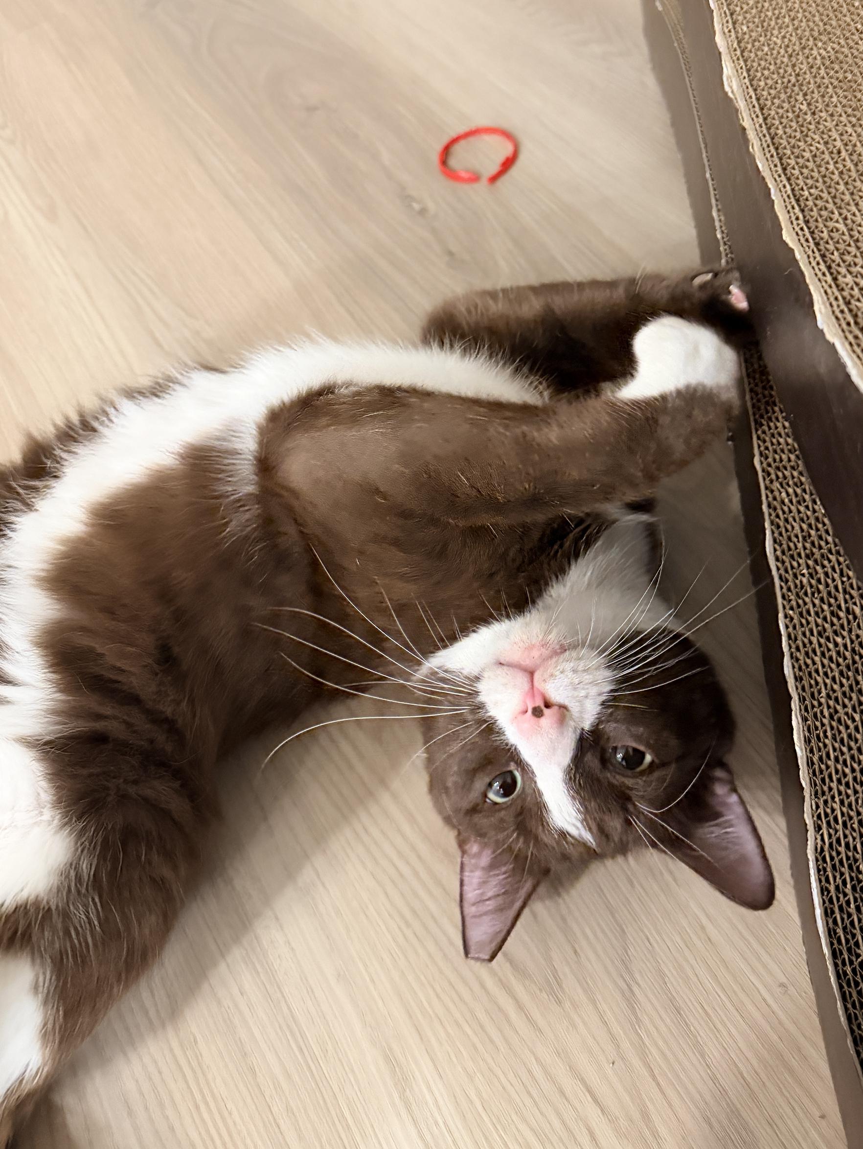 Enlarge Cocoa, a ADOPTABLE Domestic Short Hair in Fairfax, VA image 2/5