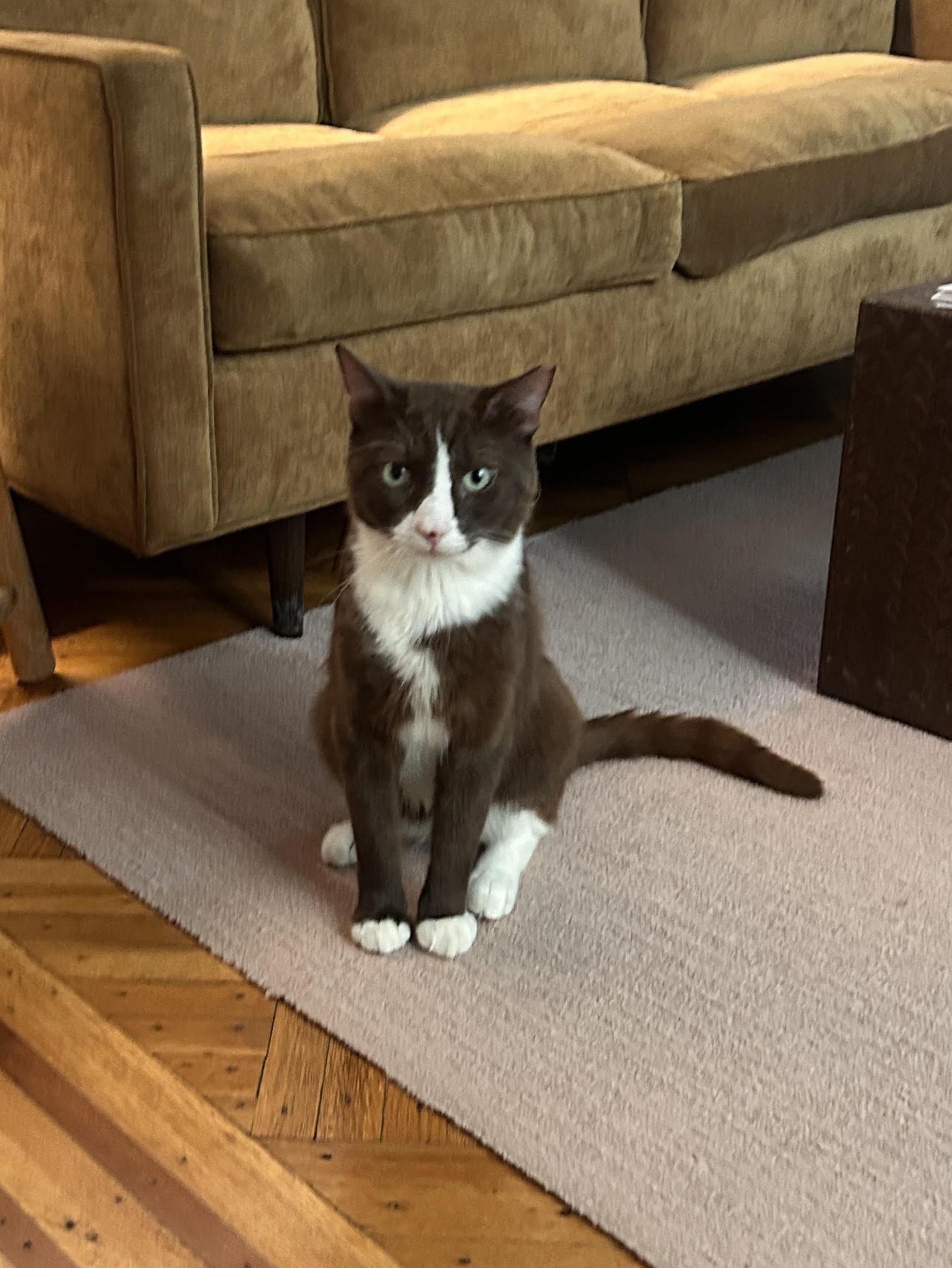 Enlarge Cocoa, a ADOPTABLE Domestic Short Hair in Fairfax, VA image 5/5