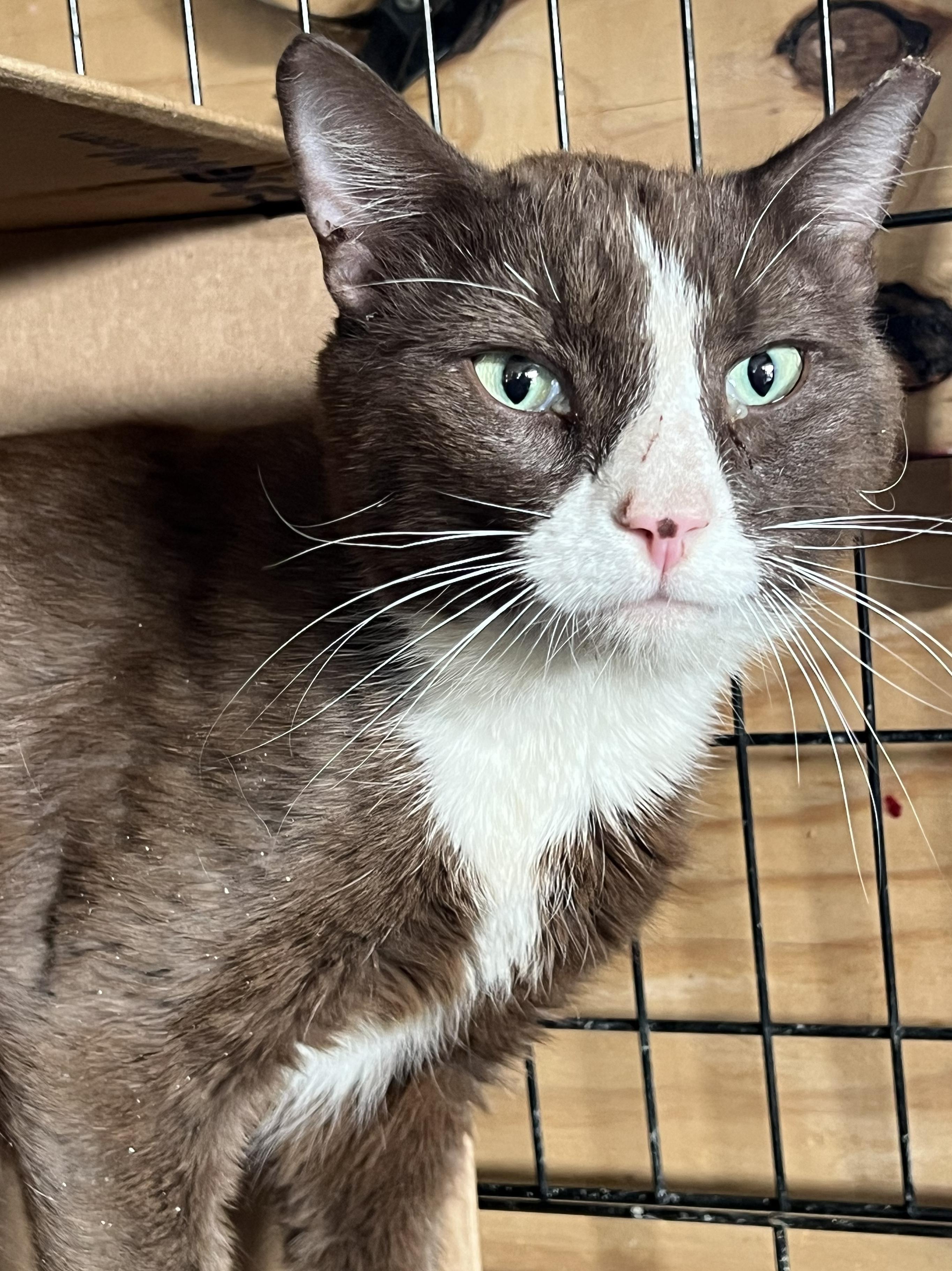 Cocoa, ADOPTABLE, Young Male Domestic Short Hair.