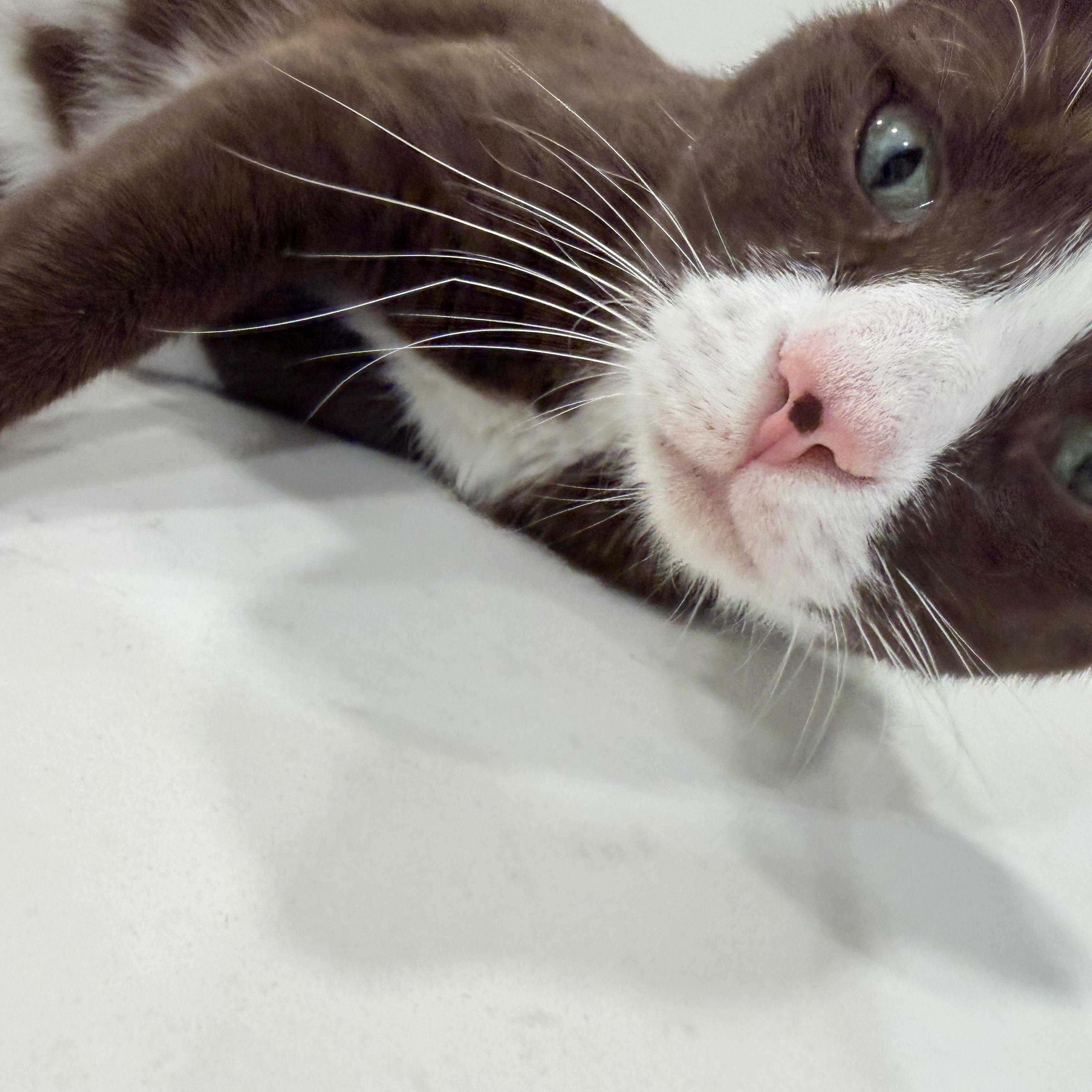 Enlarge Cocoa, a ADOPTABLE Domestic Short Hair in Fairfax, VA image 3/5