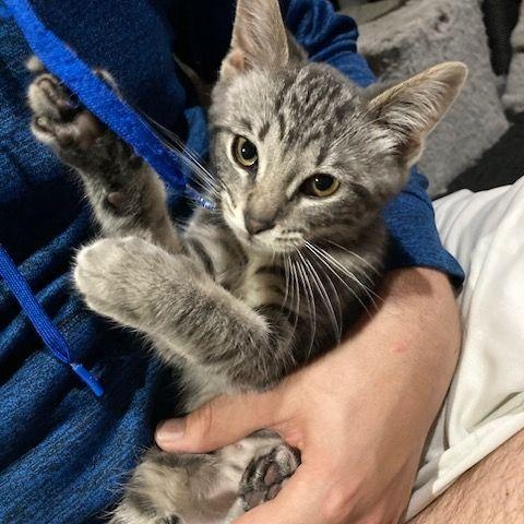 Mercury