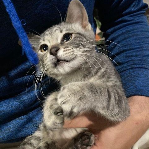 Mercury
