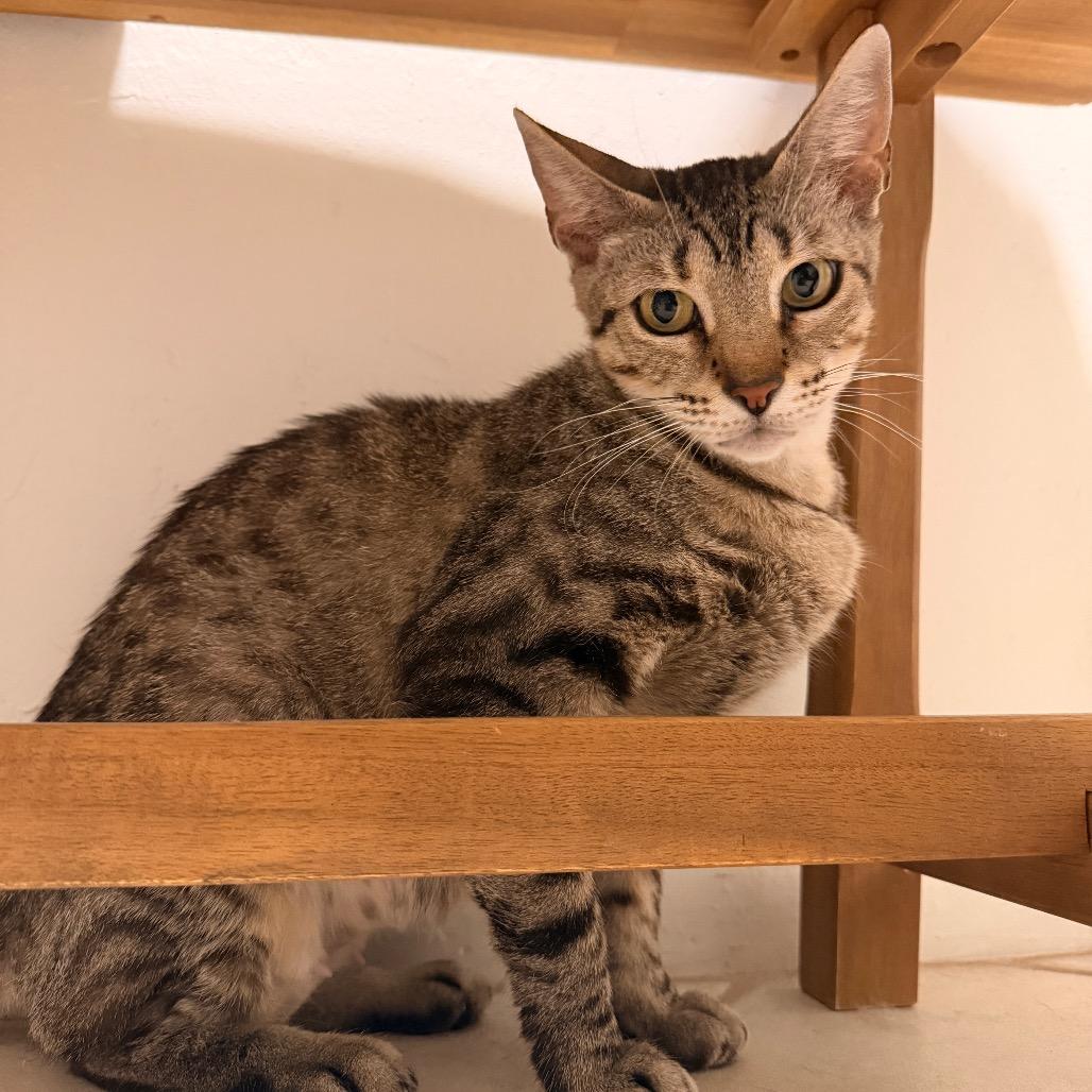 Tajin, Adoptable, Adult Female Domestic Short Hair.
